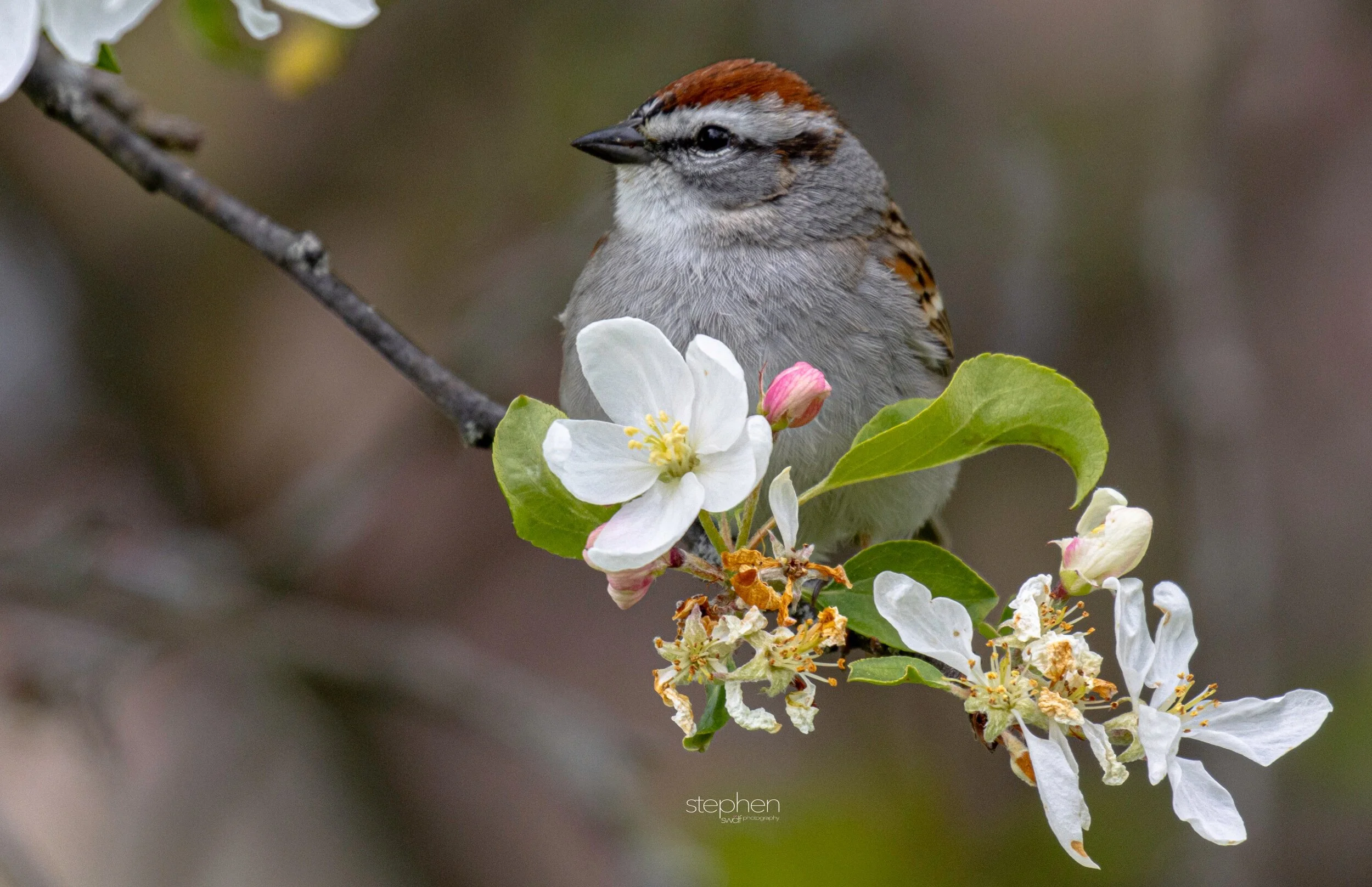 Chipping Sparrow and Flowers5 - Secrest Arboretum.jpeg
