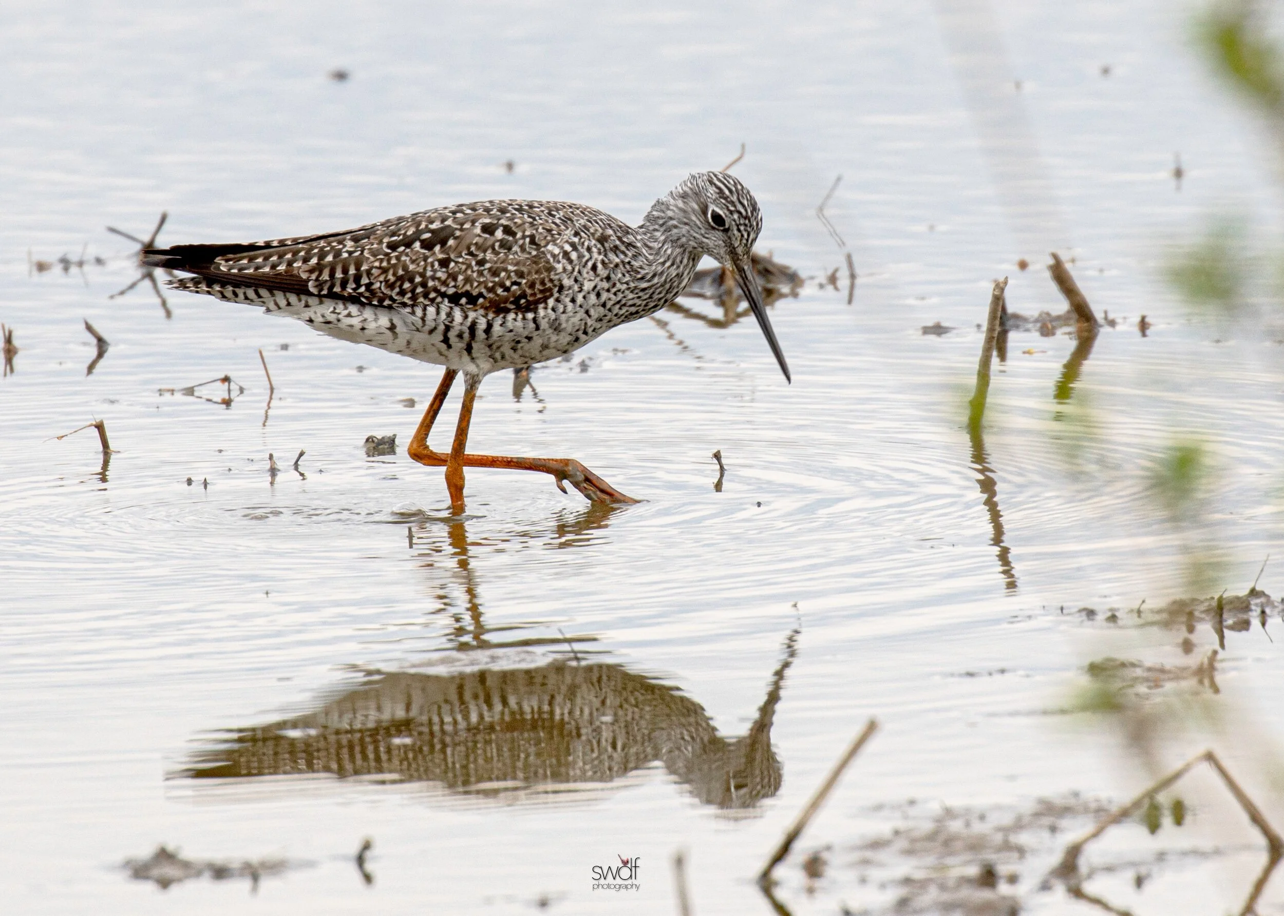 Greater Yellowlegs4 - Sandy Ridge.jpeg