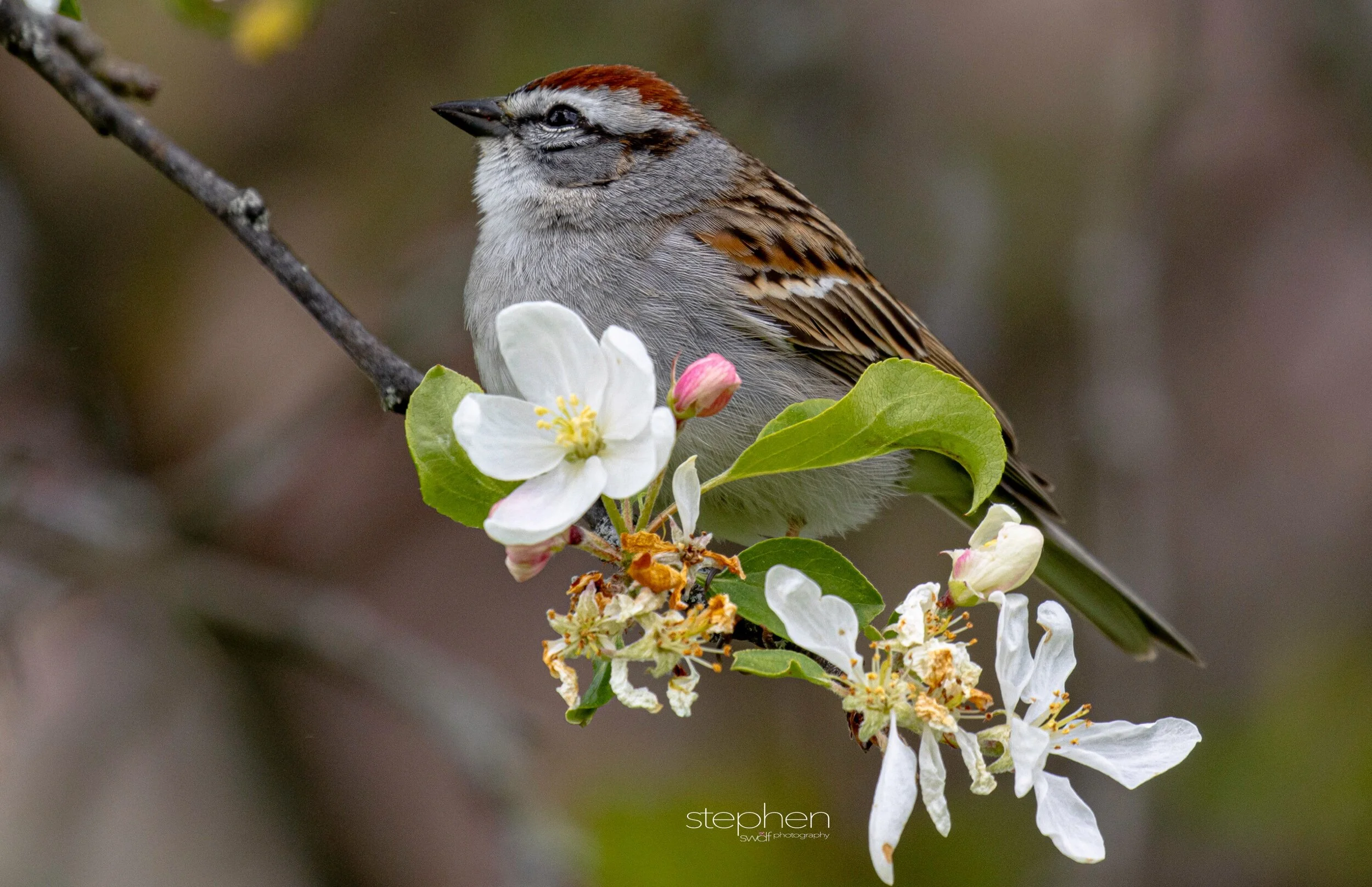 Chipping Sparrow and Flowers6 - Secrest Arboretum.jpeg