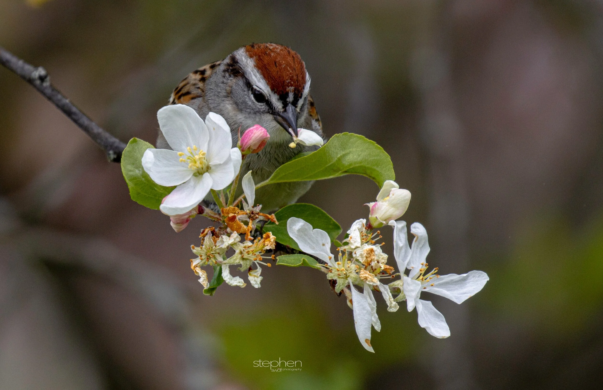 Chipping Sparrow and Flowers4 - Secrest Arboretum.jpeg
