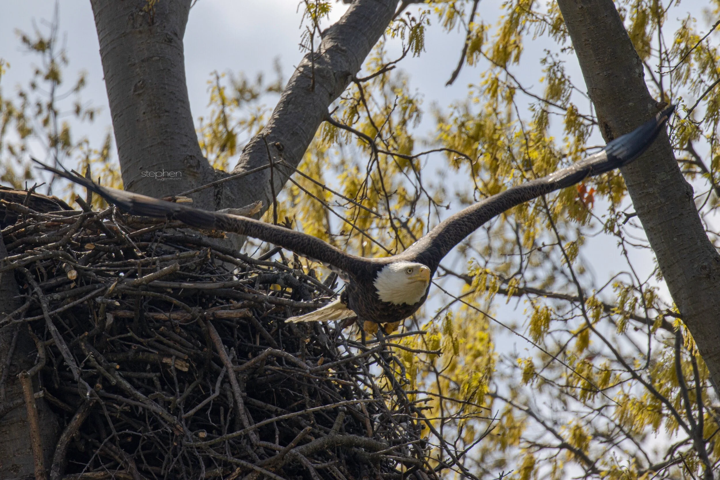 Bald Eagle5 - Avon Lake.jpeg