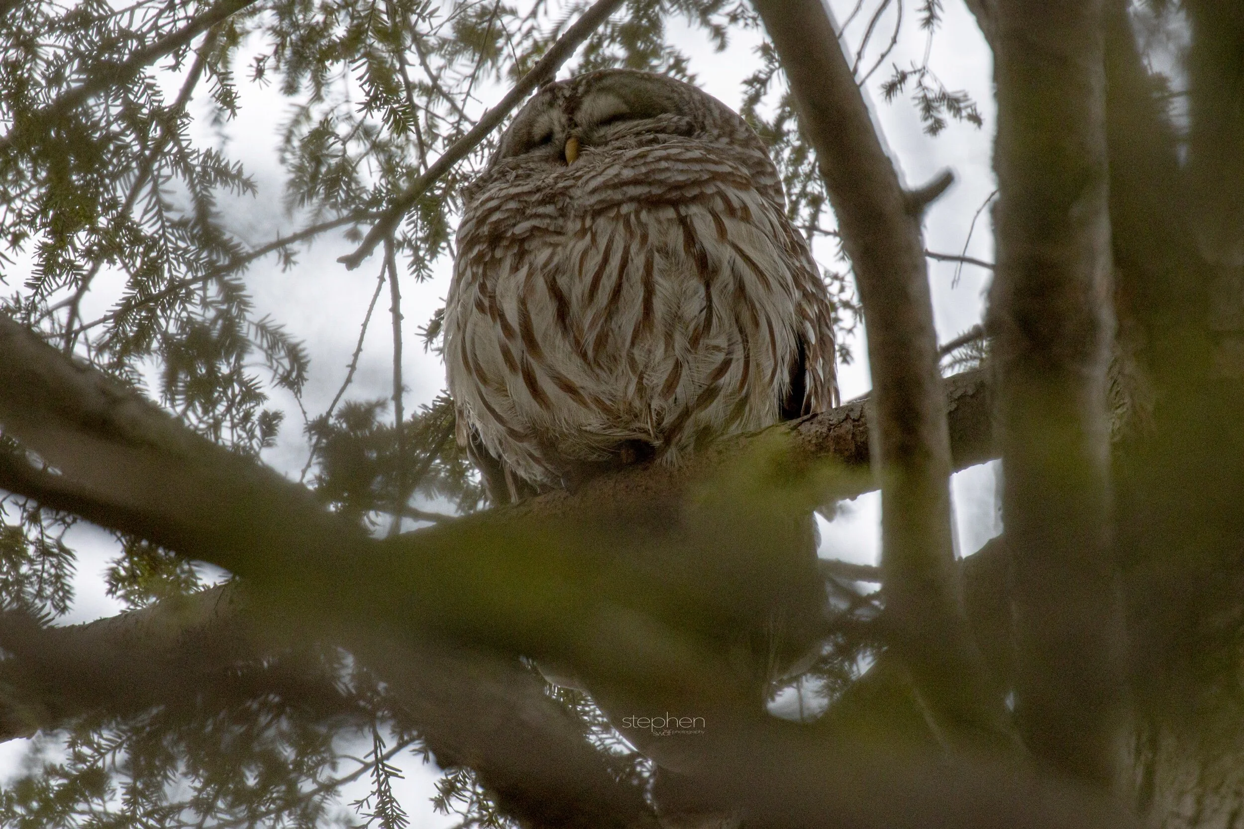 Barred Owl2 - Huntington Reservation.jpeg