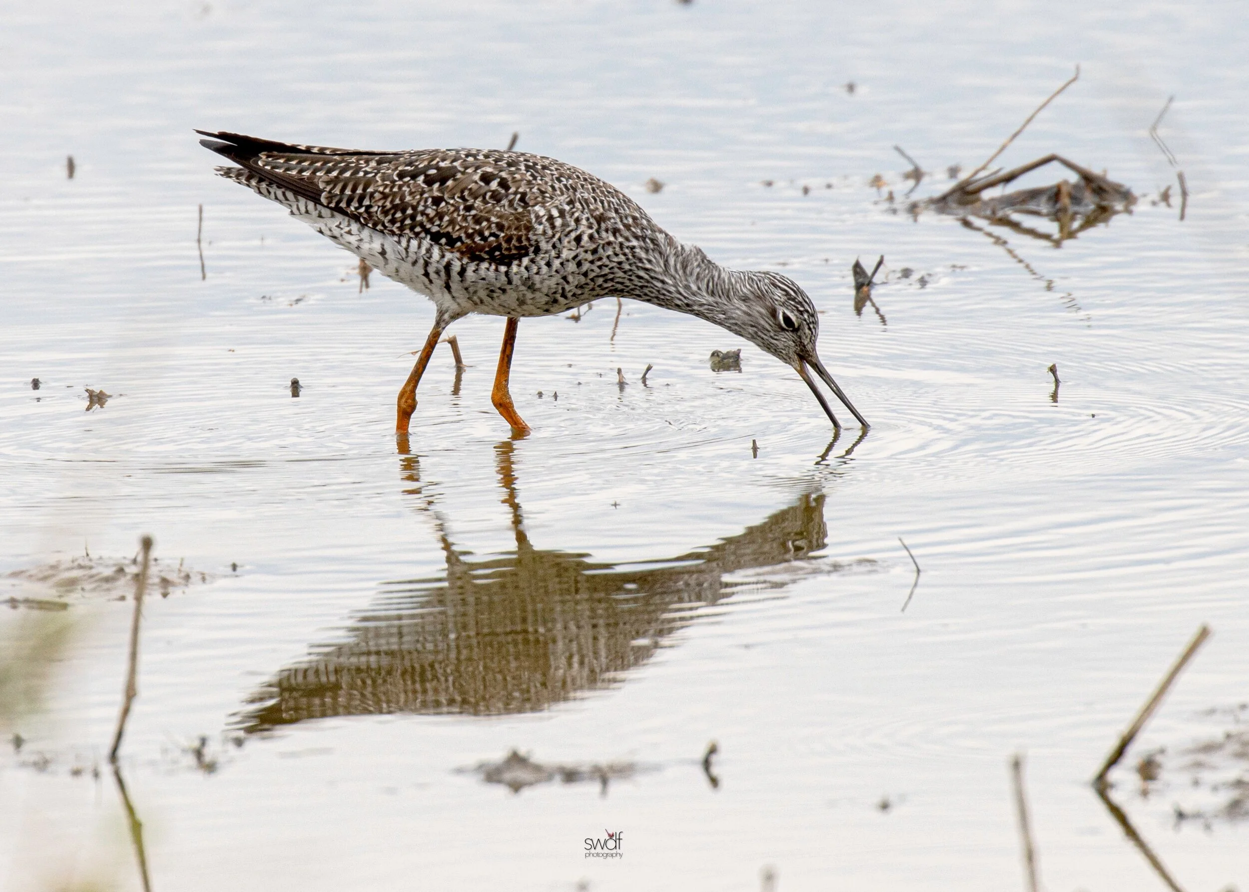 Greater Yellowlegs2 - Sandy Ridge.jpeg