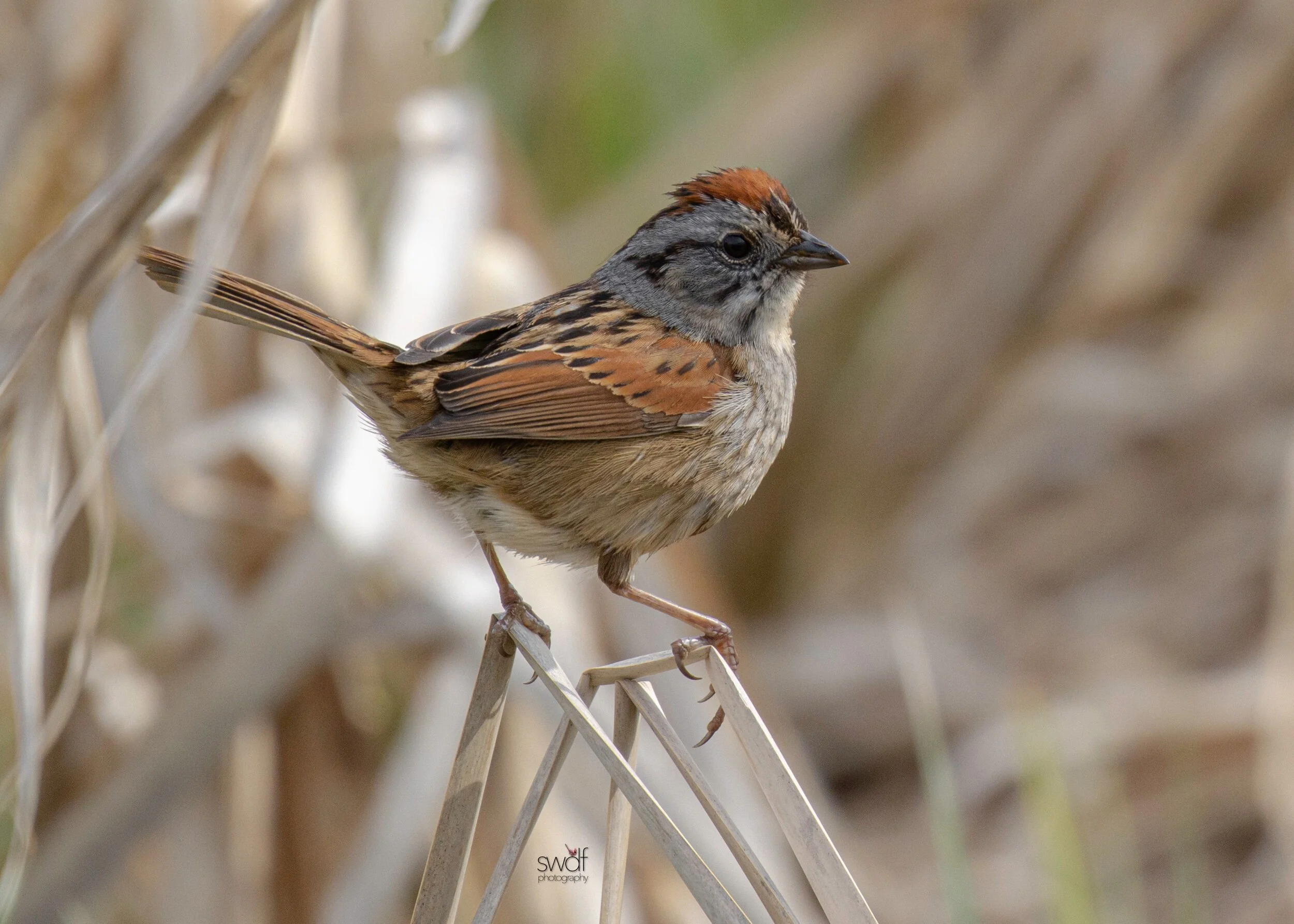 Swamp Sparrow - Sandy Ridge.jpeg