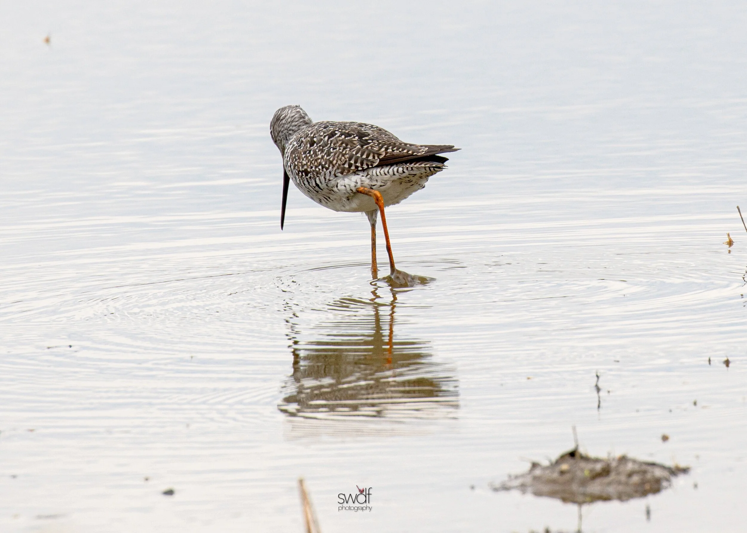 Greater Yellowlegs5 - Sandy Ridge.jpeg