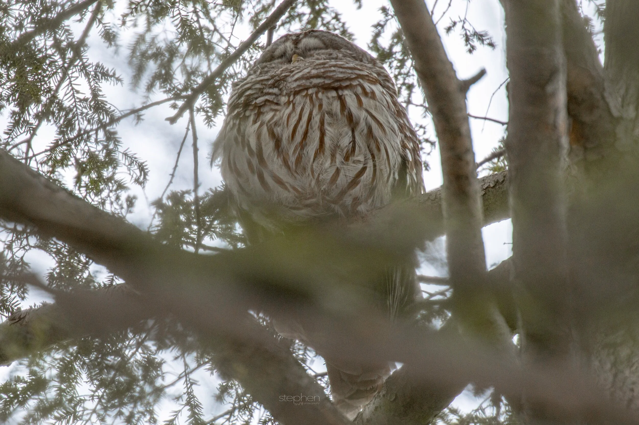 Barred Owl5 - Huntington Reservation.jpeg