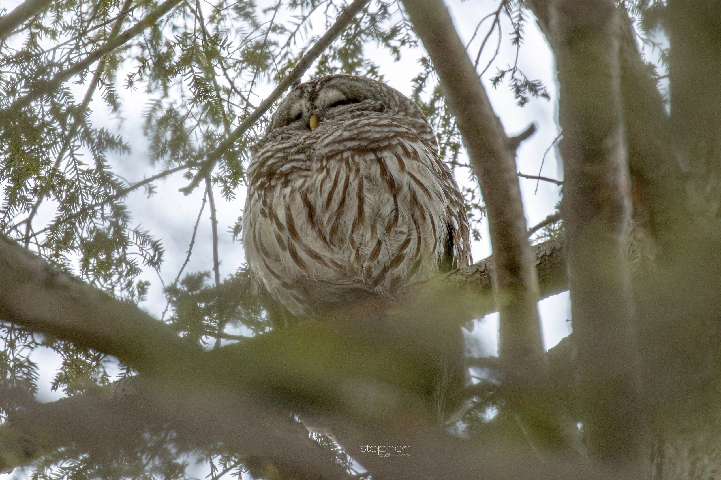 Barred Owl3 - Huntington Reservation.jpeg