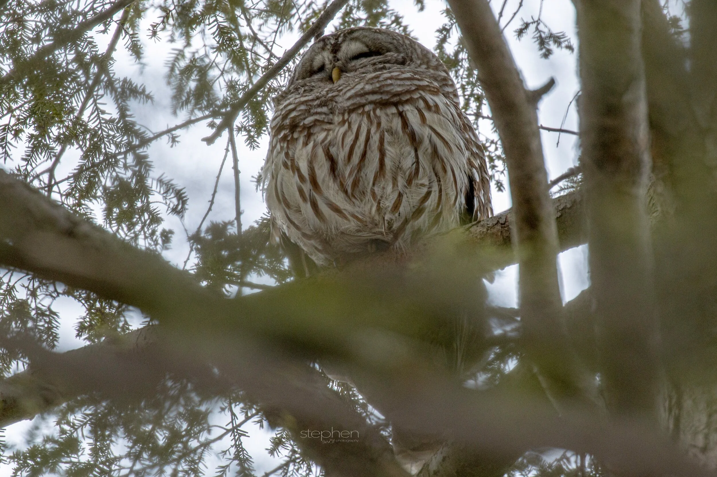 Barred Owl4 - Huntington Reservation.jpeg