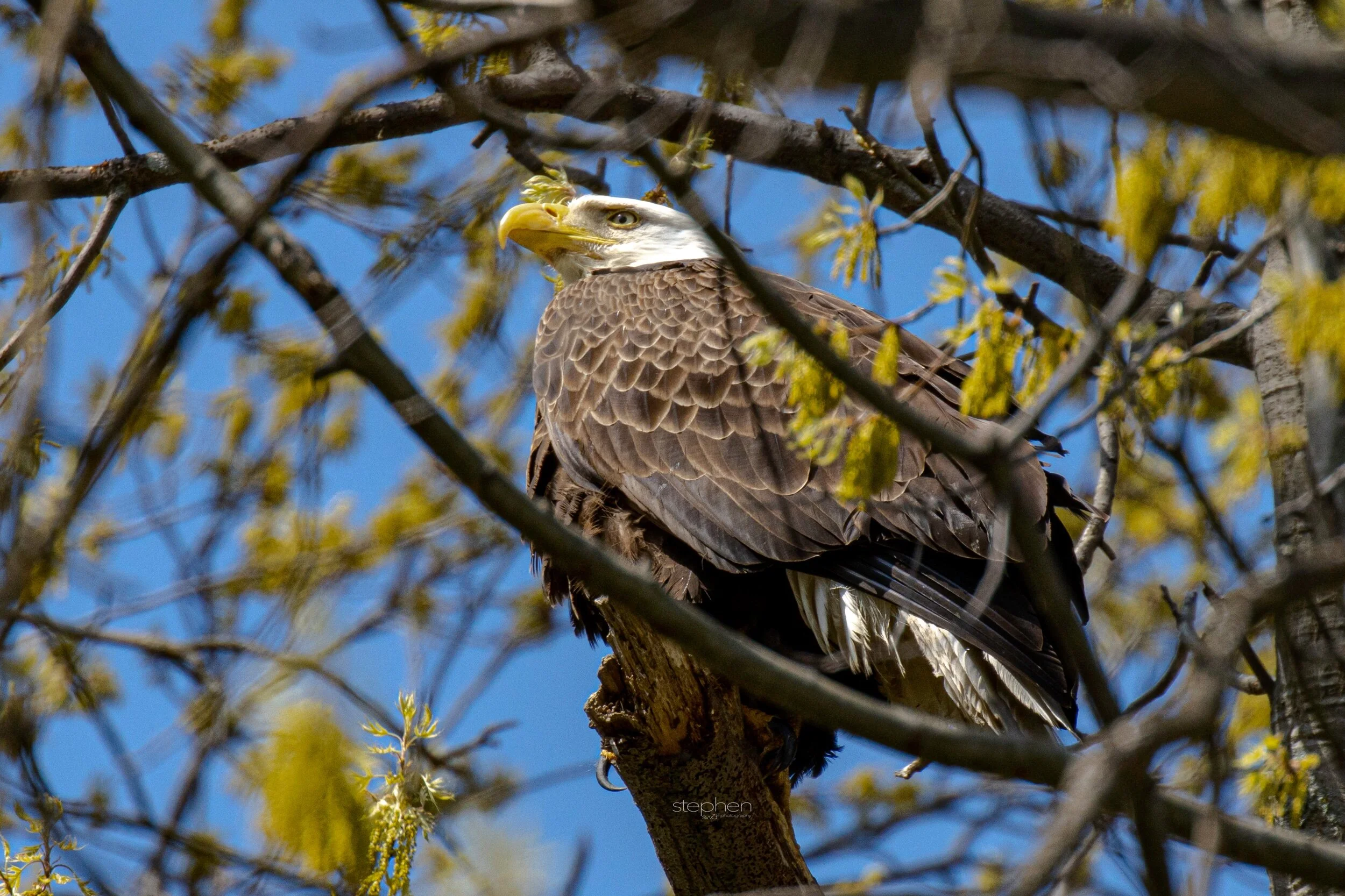 Bald Eagle - Avon Lake.jpeg