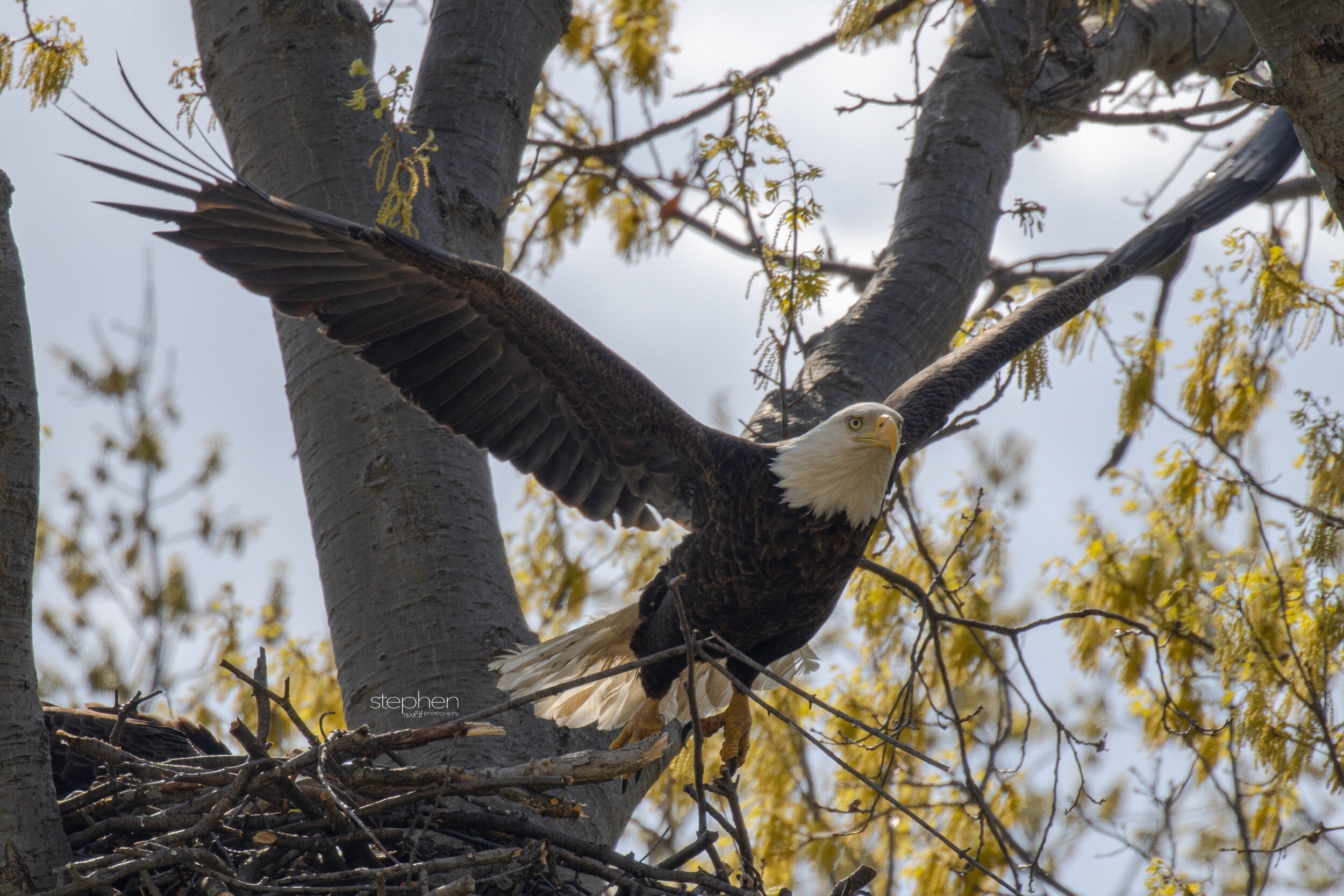 Bald Eagle3 - Avon Lake.jpeg