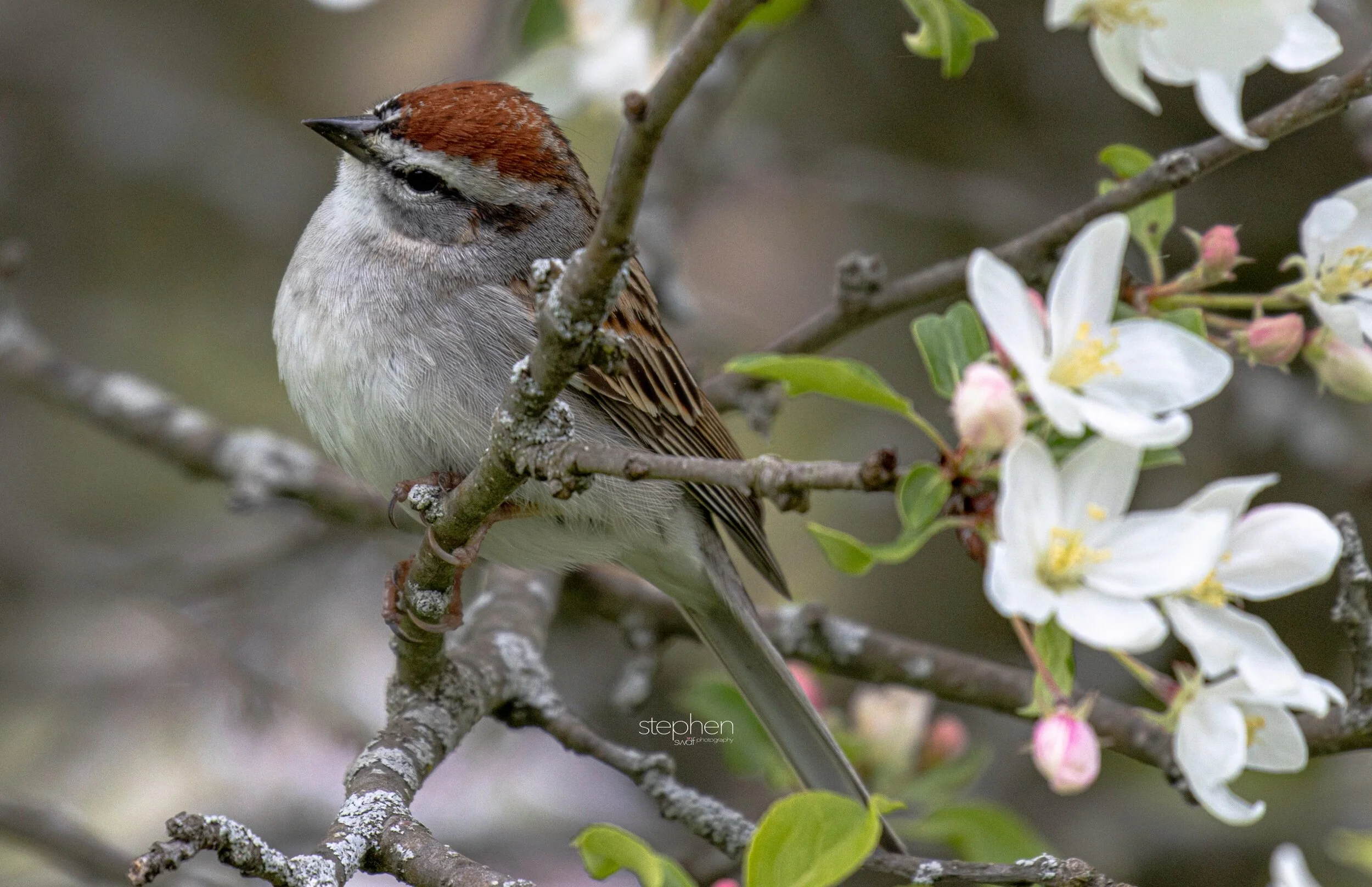 Chipping Sparrow and Flowers - Secrest Arboretum.jpeg
