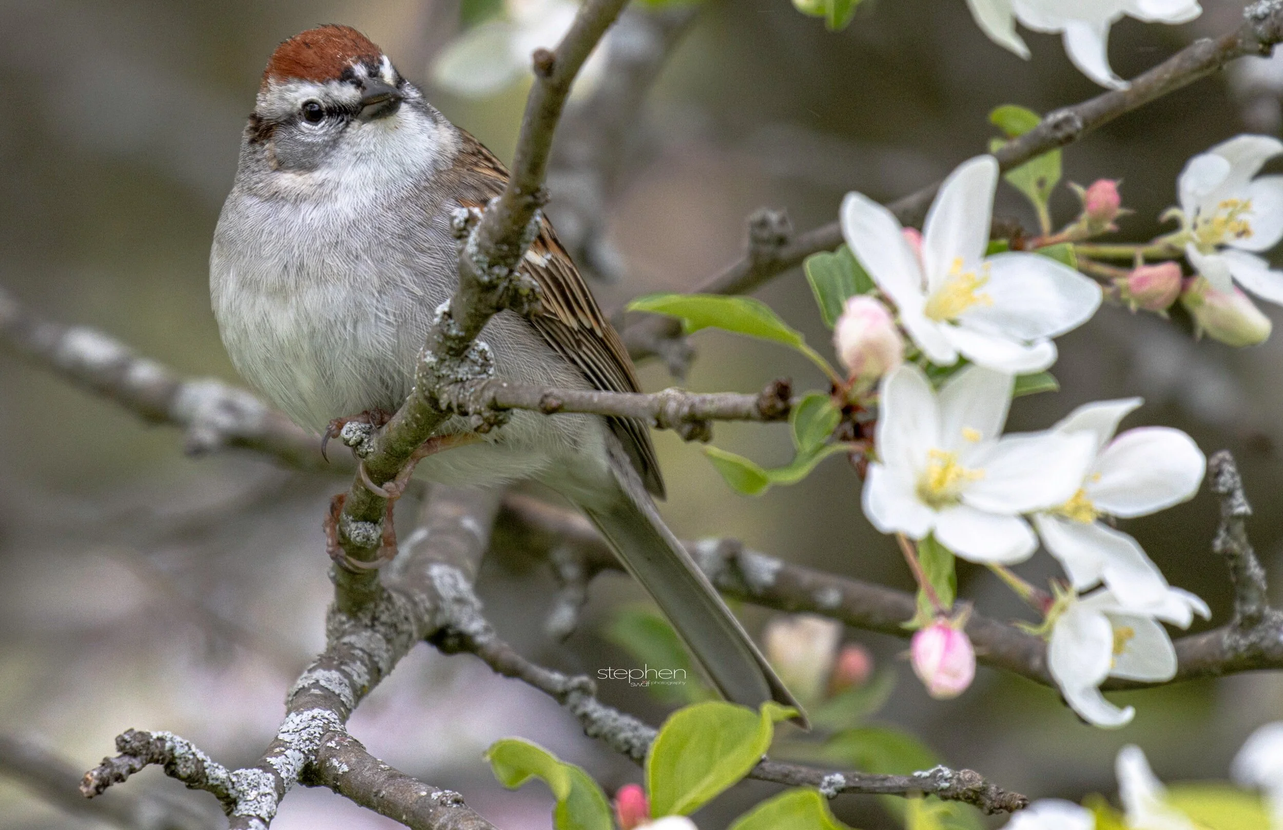 Chipping Sparrow and Flowers2 - Secrest Arboretum.jpeg