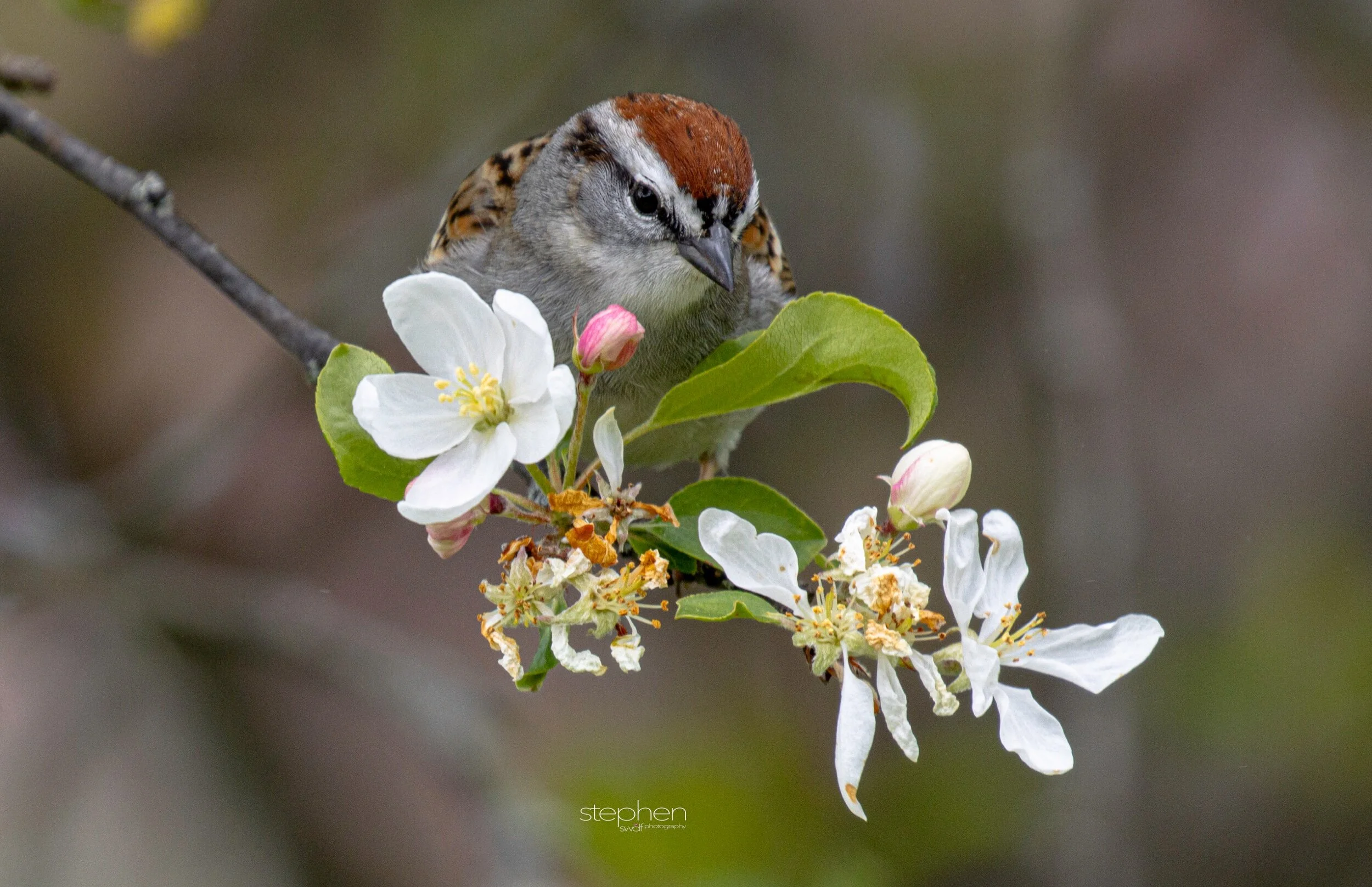 Chipping Sparrow and Flowers3 - Secrest Arboretum.jpeg