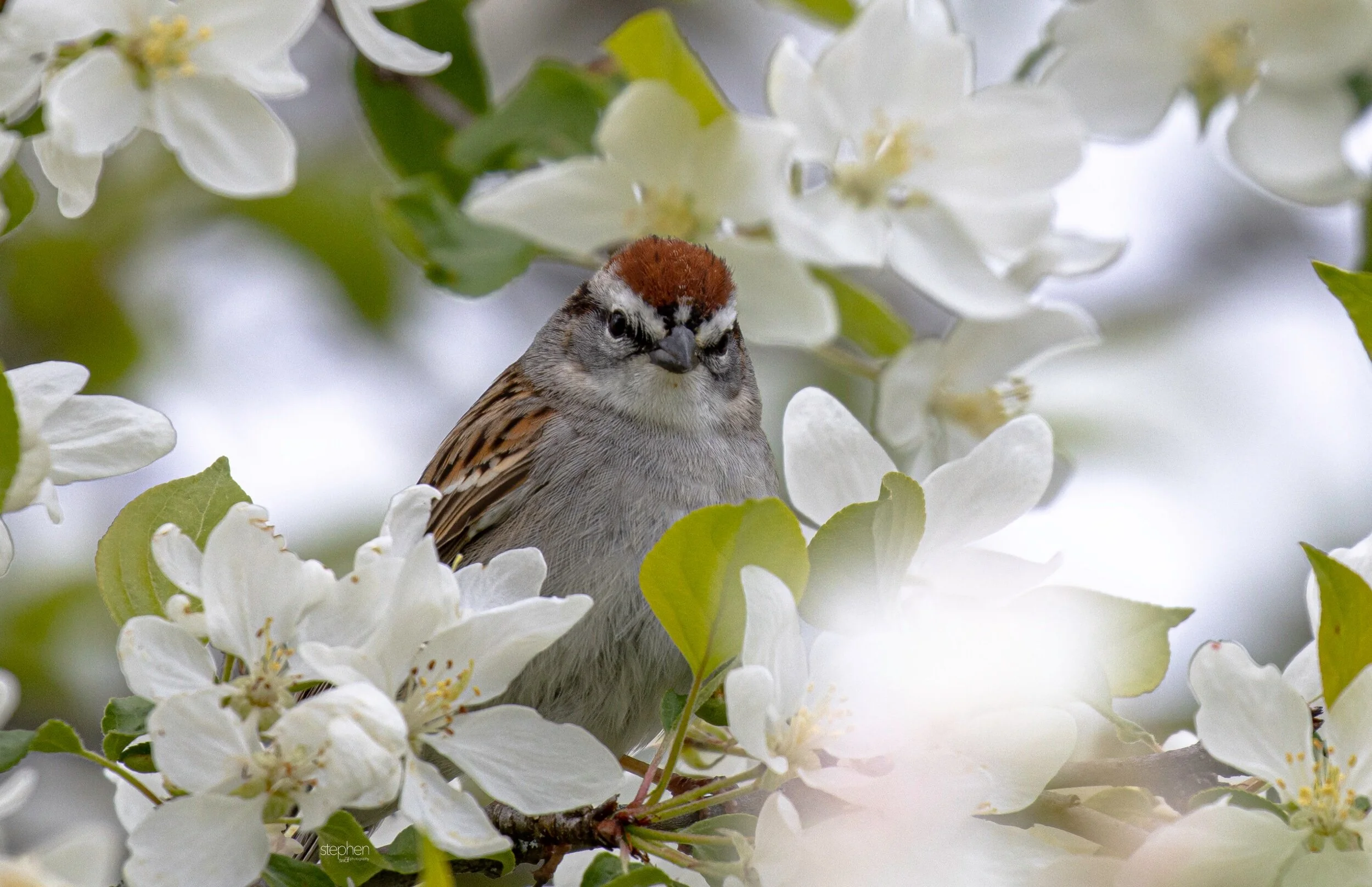 Chipping Sparrow and Flowers7 - Secrest Arboretum.jpeg