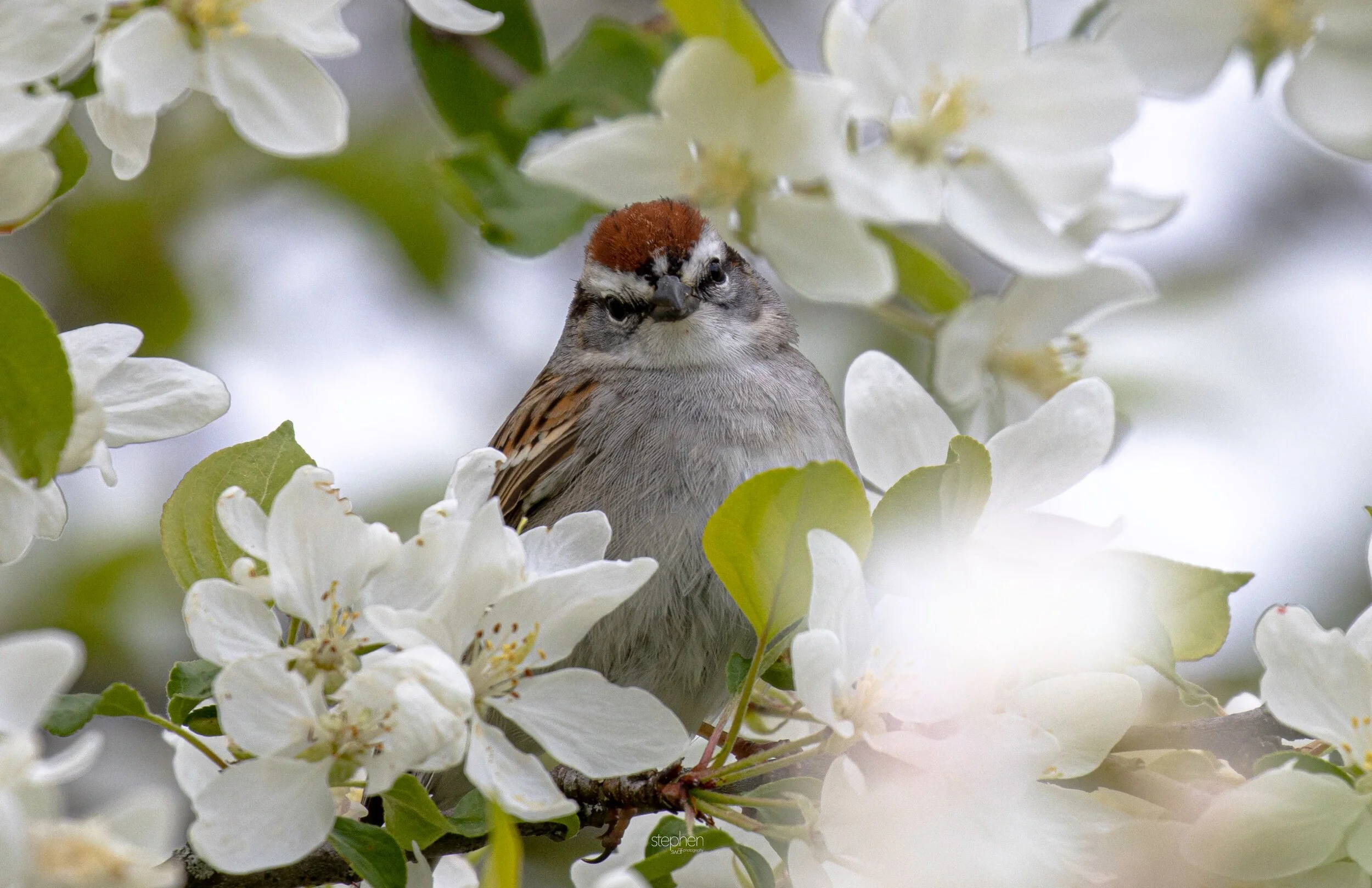 Chipping Sparrow and Flowers8 - Secrest Arboretum.jpeg