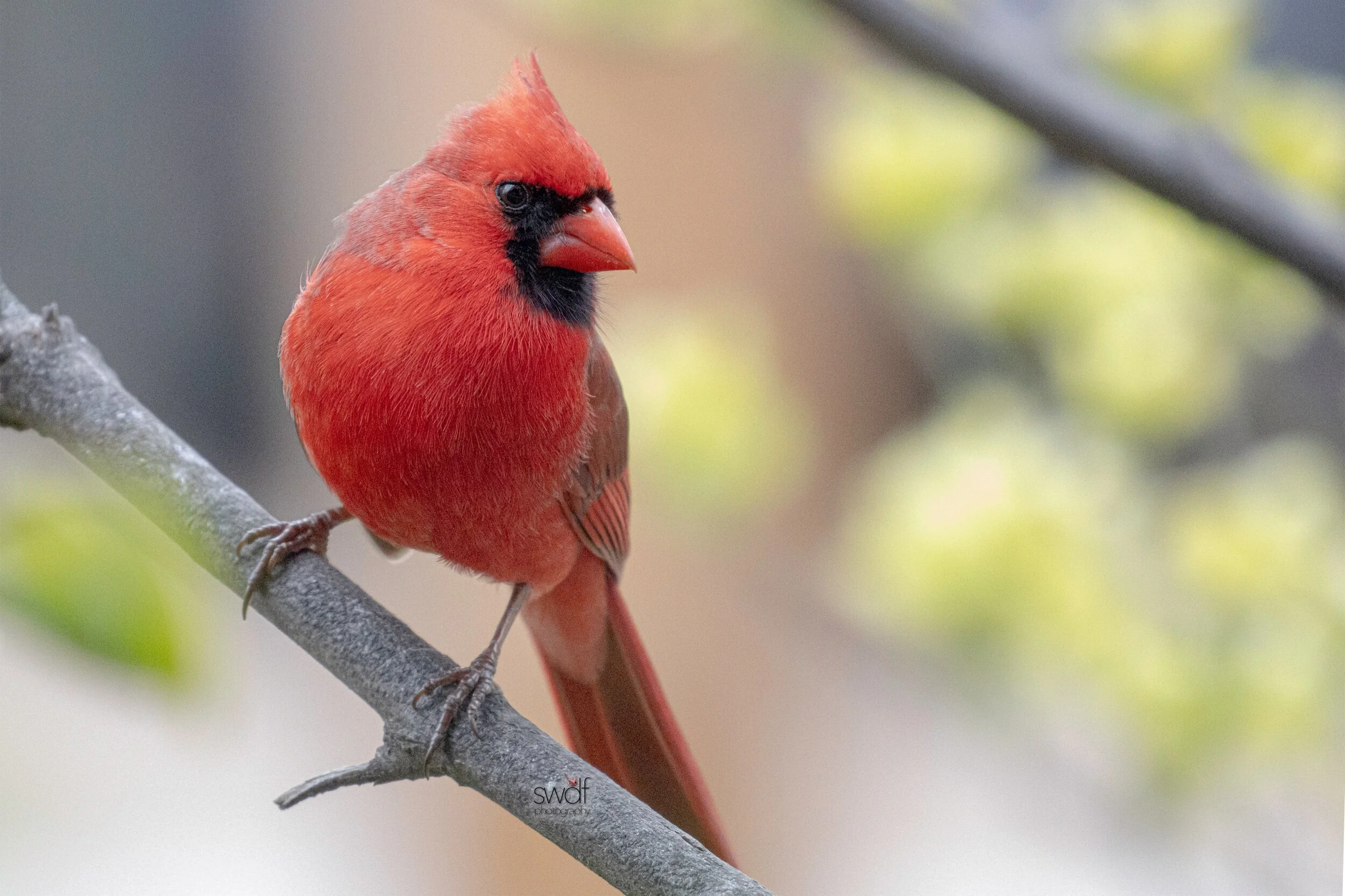 Cardinal and Dogwood.jpeg