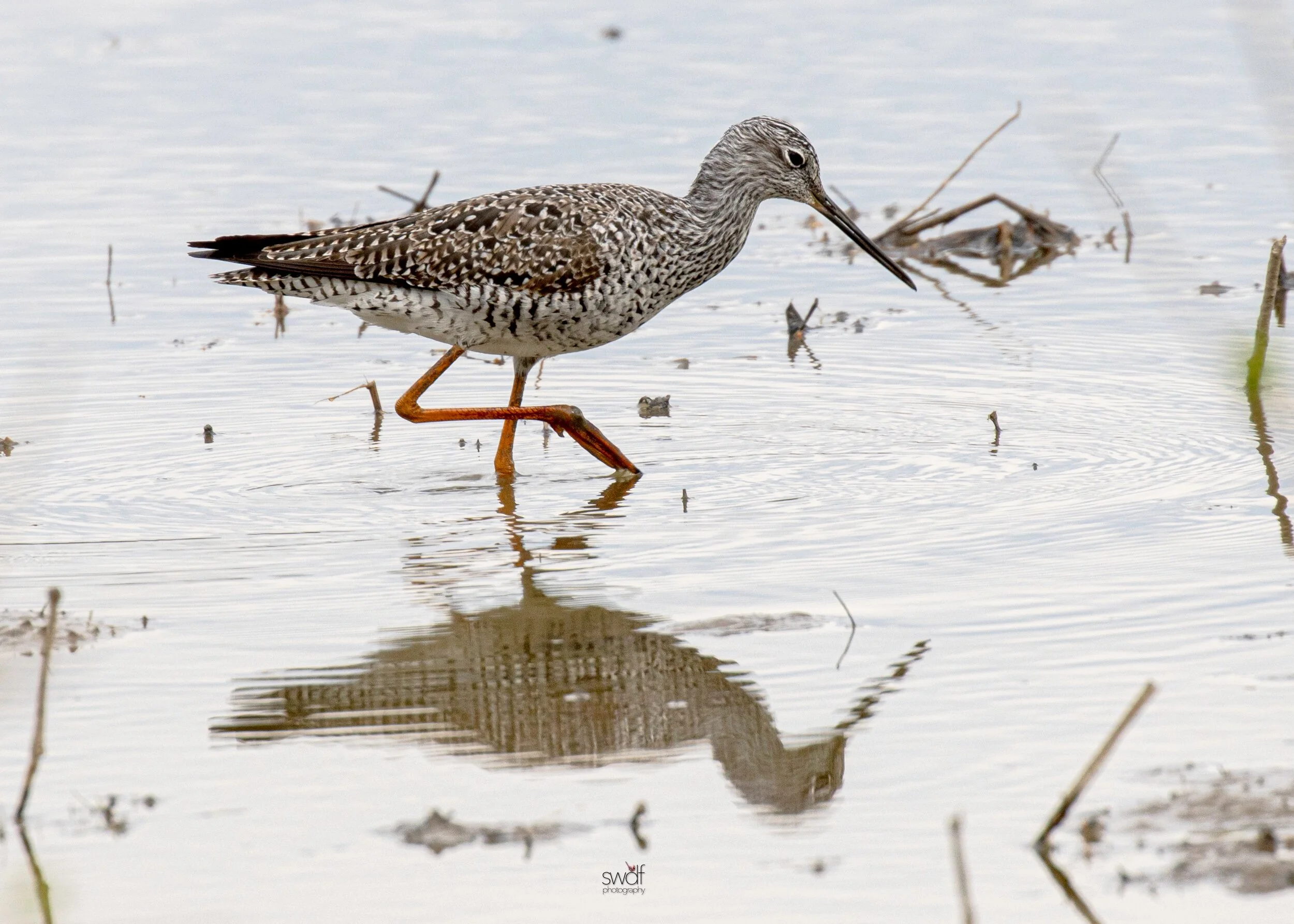 Greater Yellowlegs3 - Sandy Ridge.jpeg