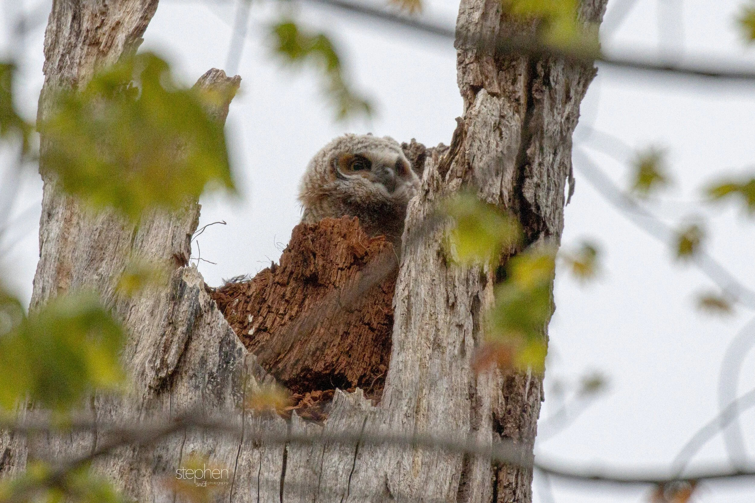 Great Horned Owlet7 - Clague Park.jpeg