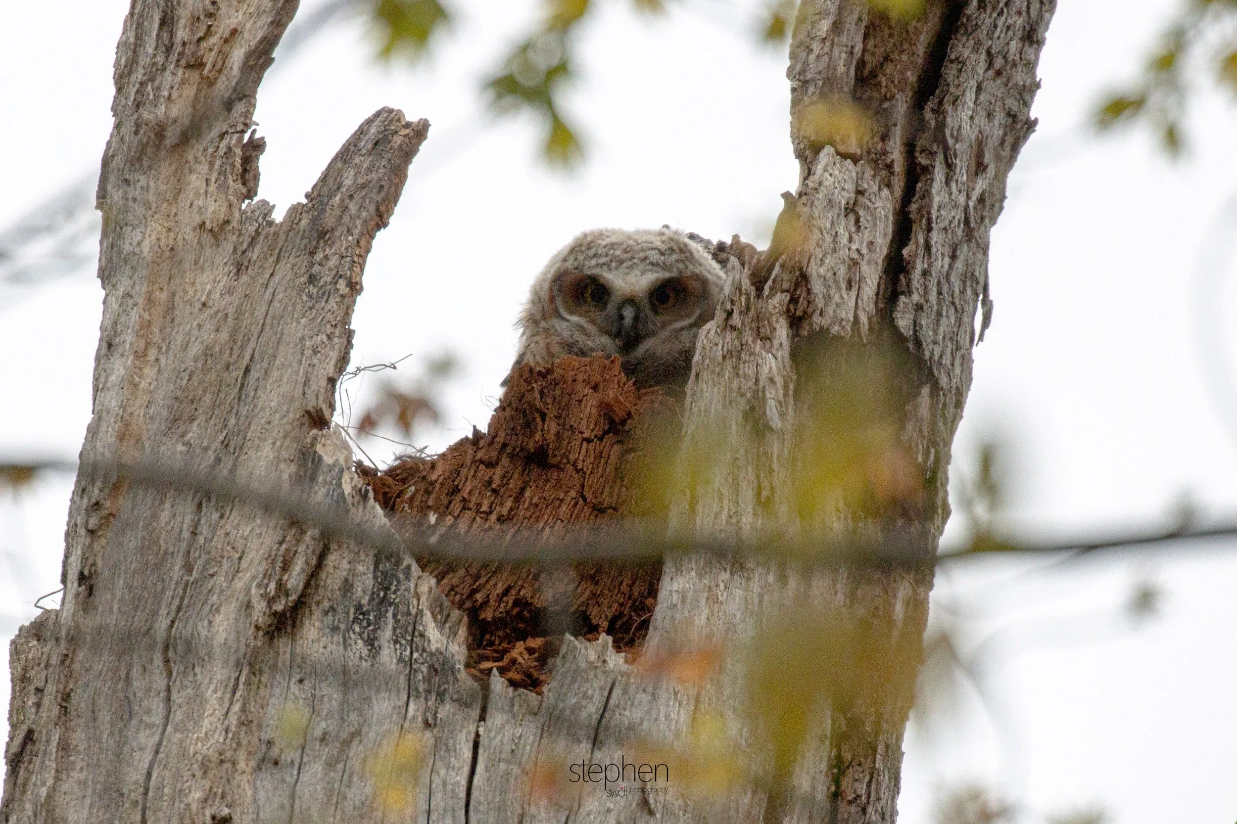 Great Horned Owlet2 - Clague Park.jpeg