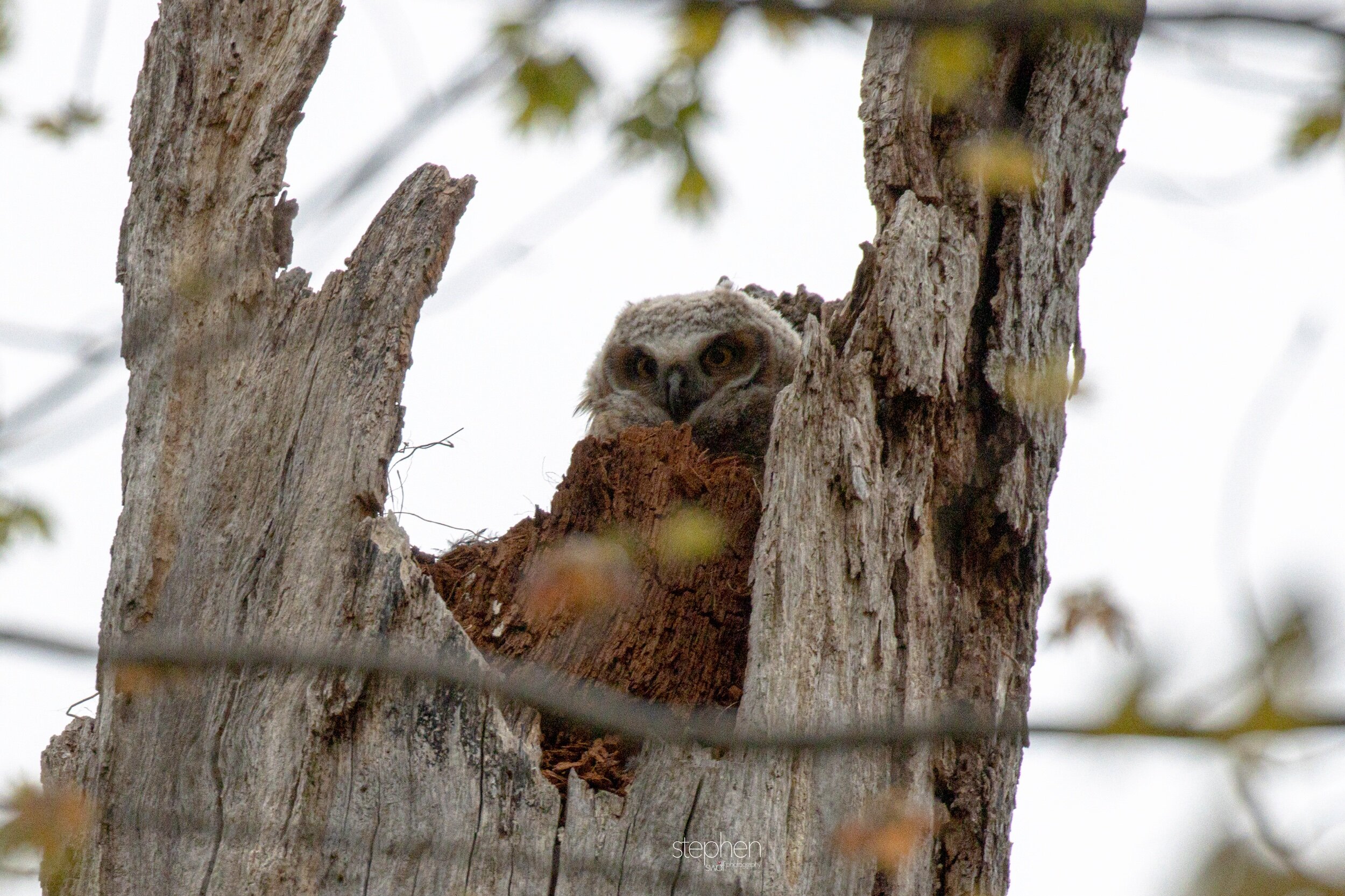 Great Horned Owlet4 - Clague Park.jpeg