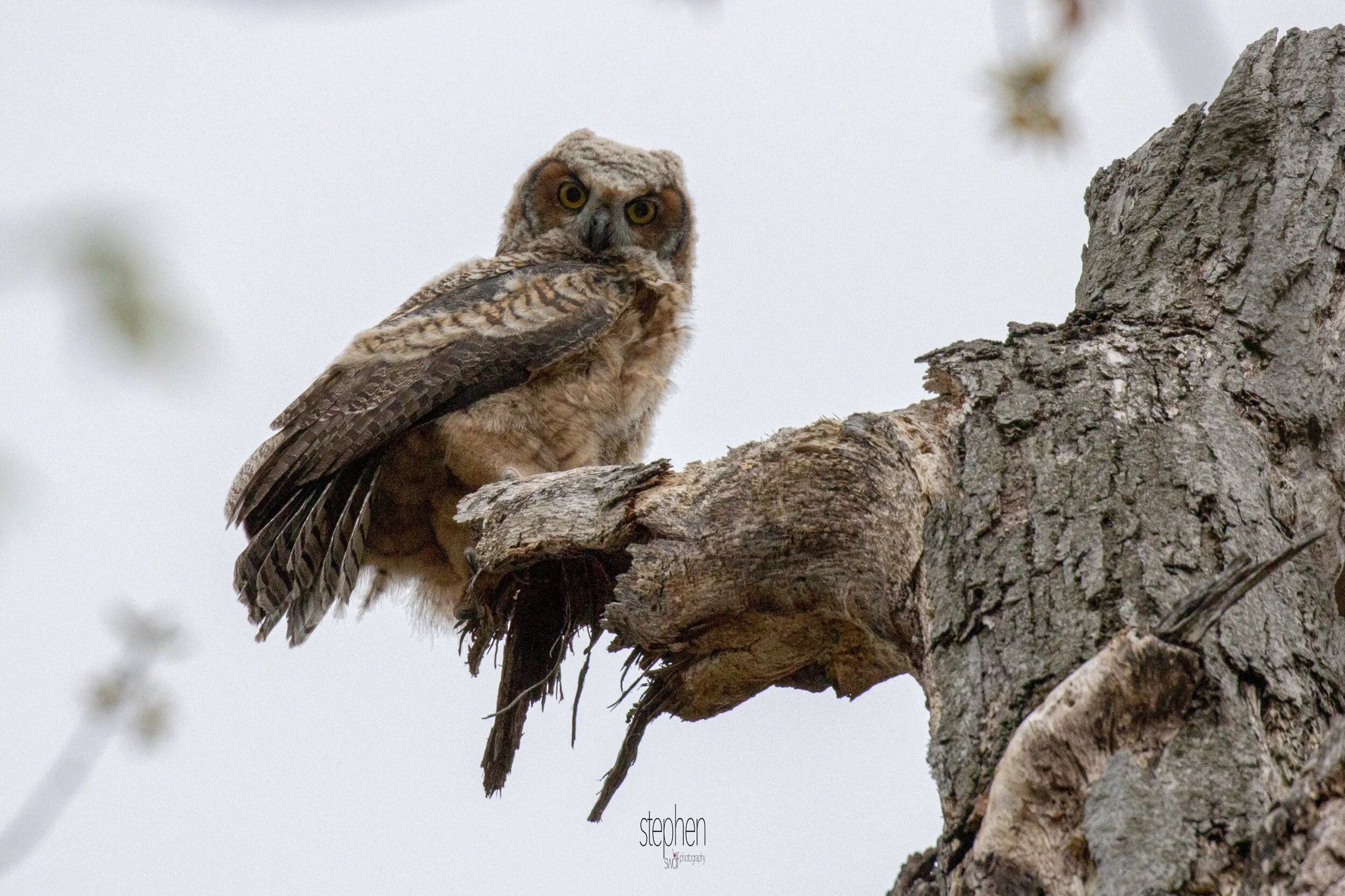 Great Horned Owlet - Clague Park.jpeg
