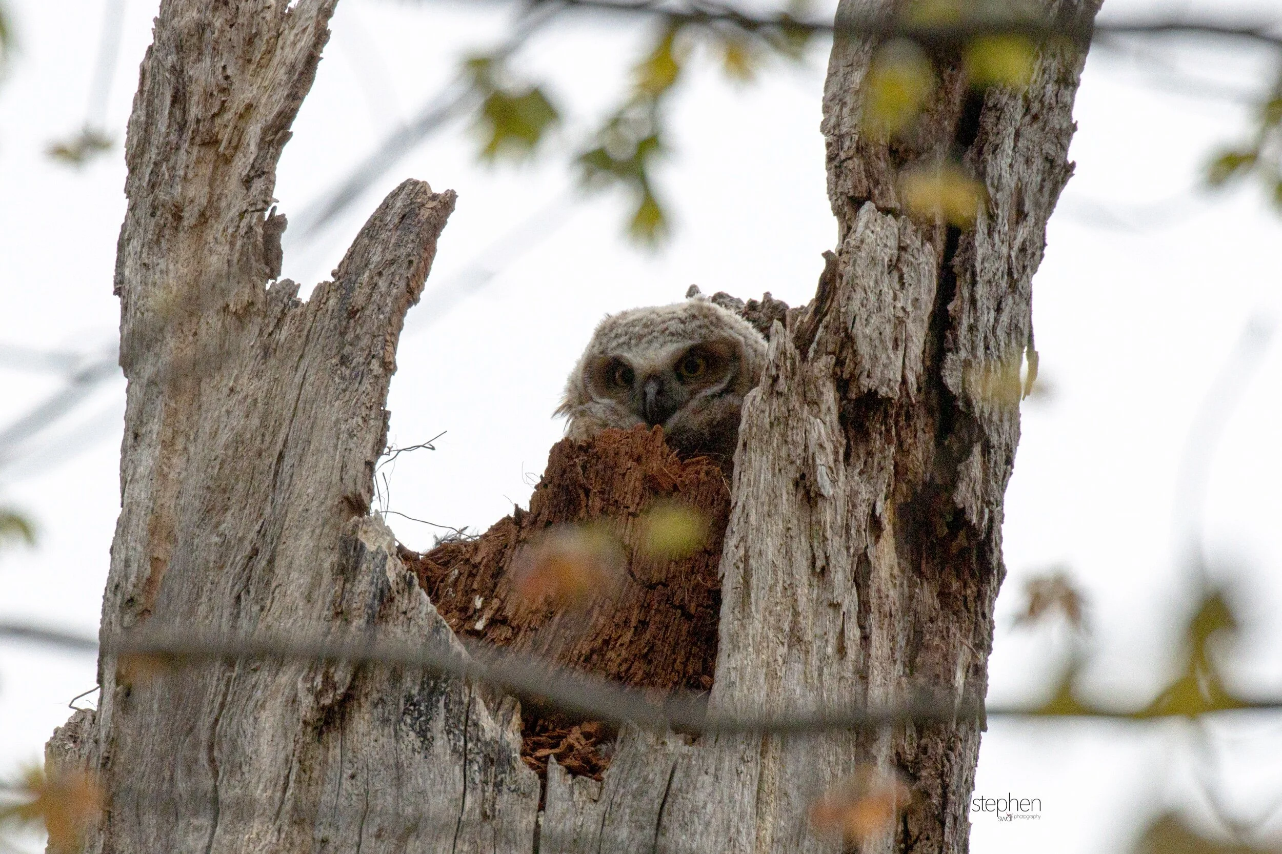 Great Horned Owlet5 - Clague Park.jpeg