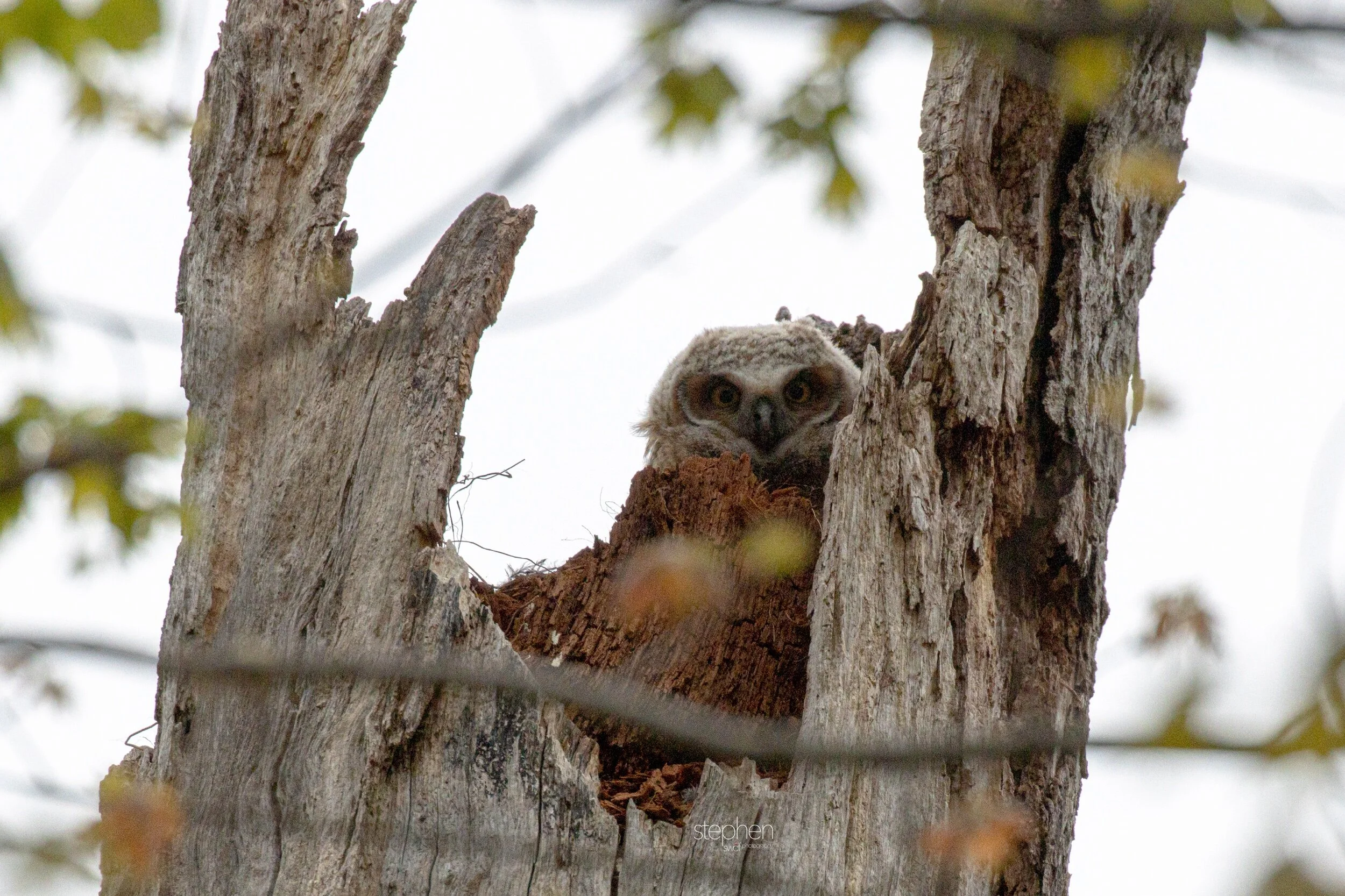 Great Horned Owlet6 - Clague Park.jpeg