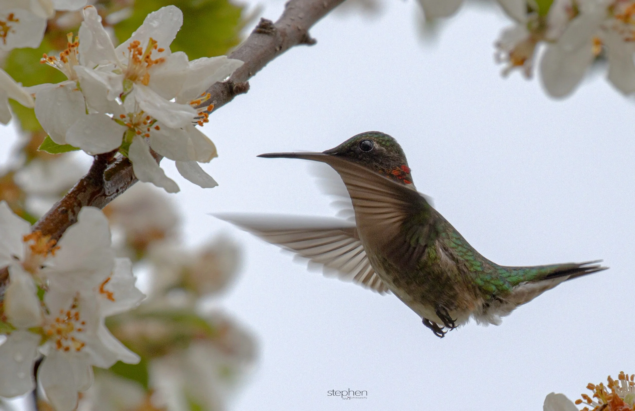 Hummingbird and Blossoms12 - Magee Marsh.jpeg