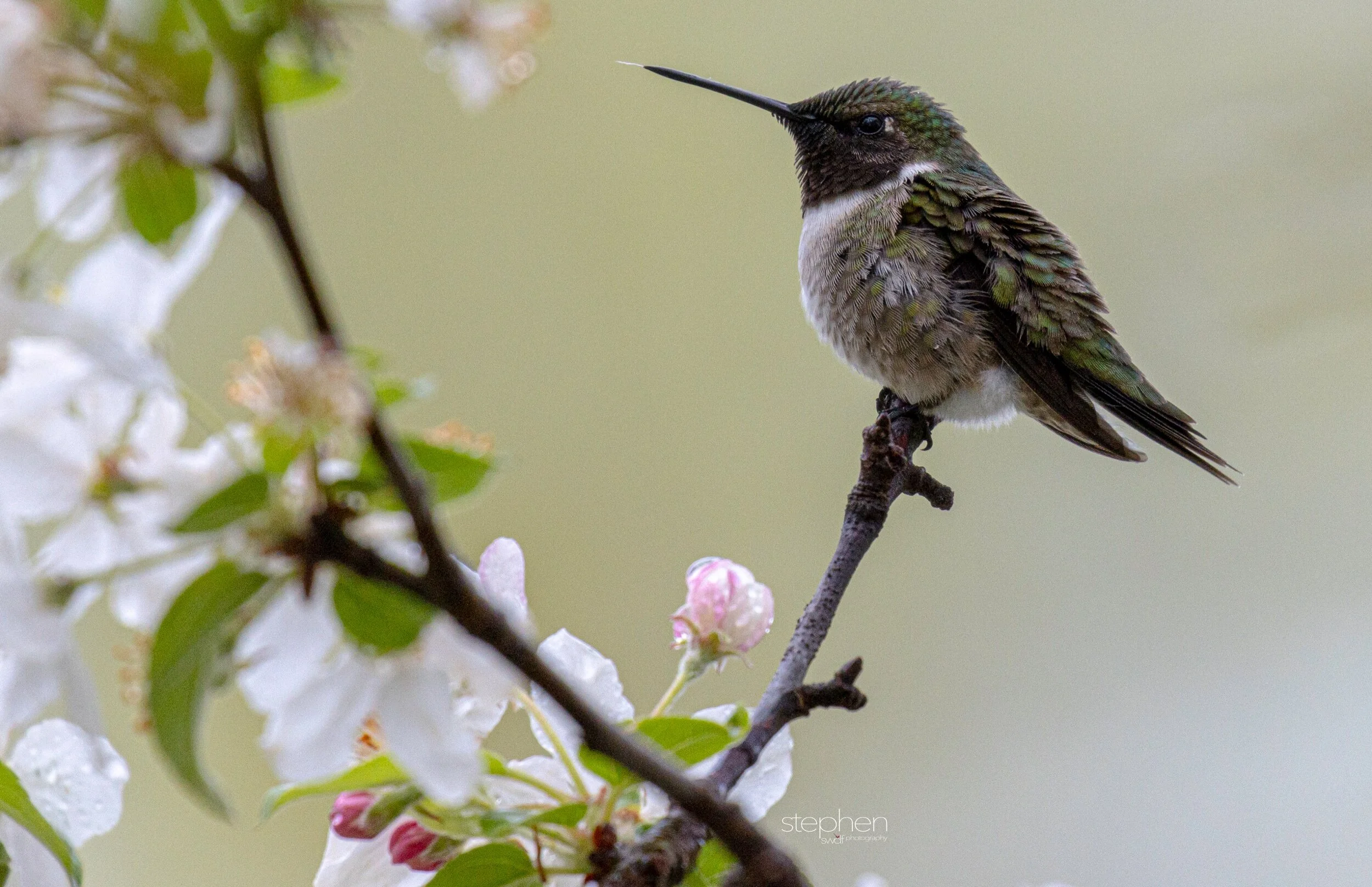 Hummingbird and Blossoms4 - Magee Marsh.jpeg