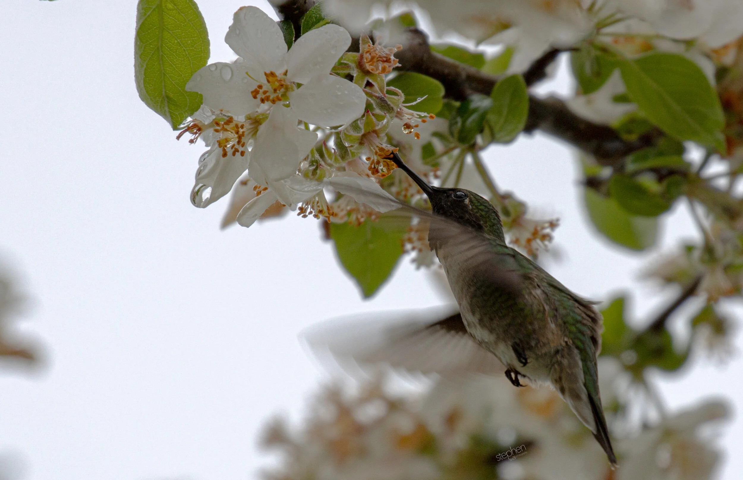 Hummingbird and Blossoms6 - Magee Marsh.jpeg
