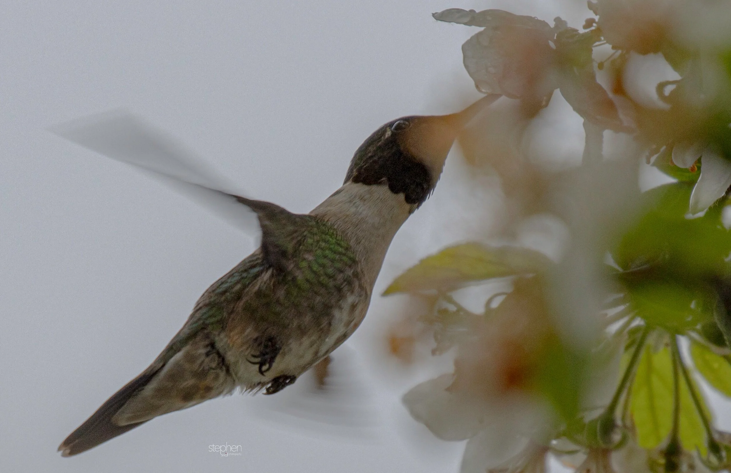 Hummingbird and Blossoms11 - Magee Marsh.jpeg