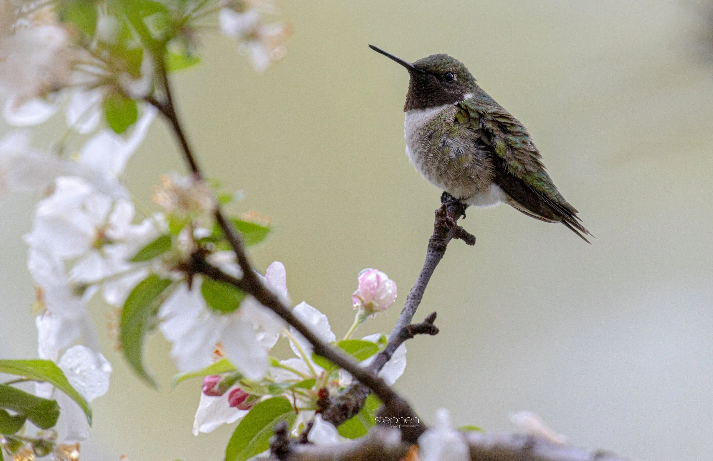 Hummingbird and Blossoms - Magee Marsh.jpeg