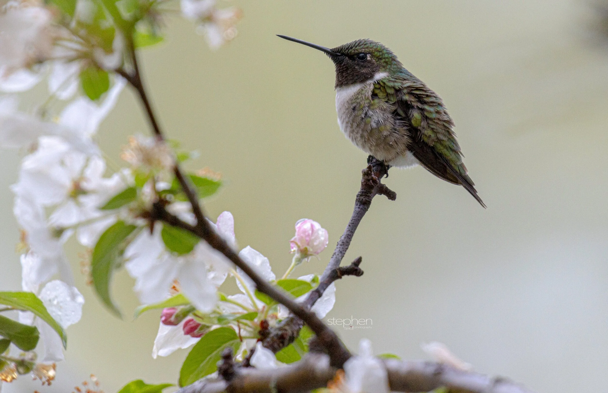 Hummingbird and Blossoms2 - Magee Marsh.jpeg