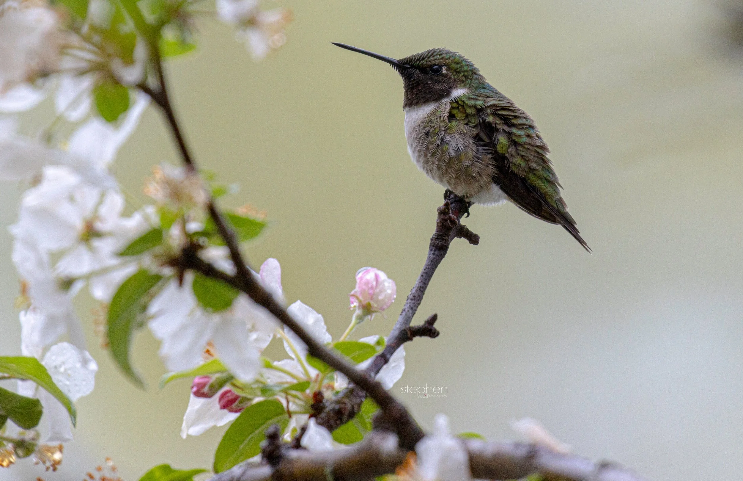 Hummingbird and Blossoms3 - Magee Marsh.jpeg