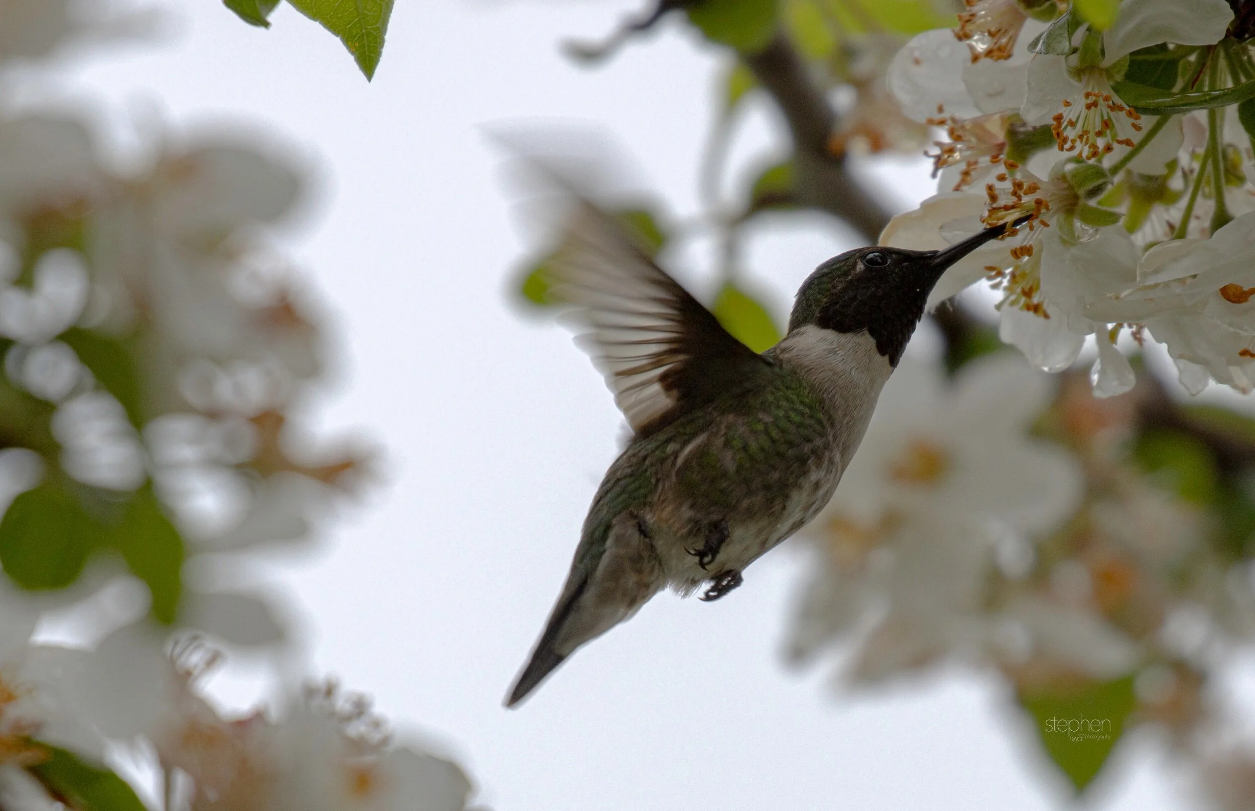 Hummingbird and Blossoms5 - Magee Marsh.jpeg