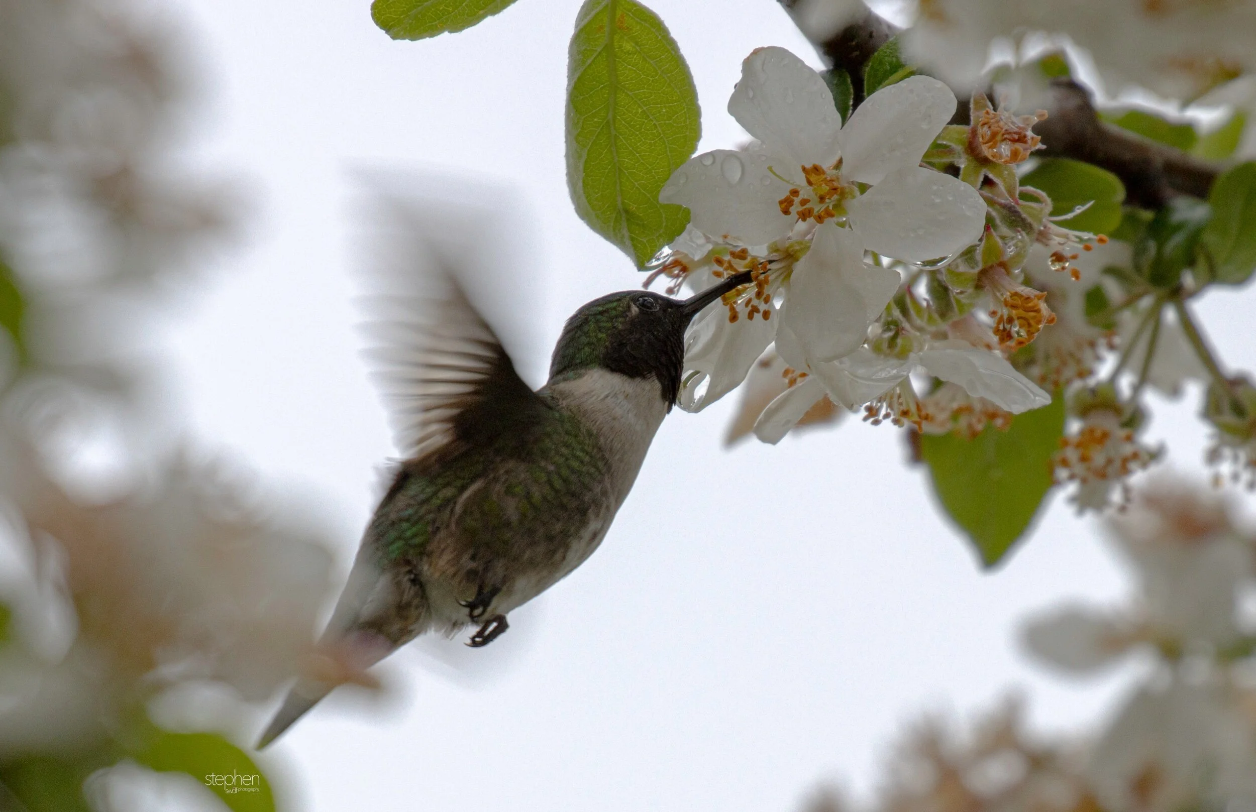 Hummingbird and Blossoms7 - Magee Marsh.jpeg