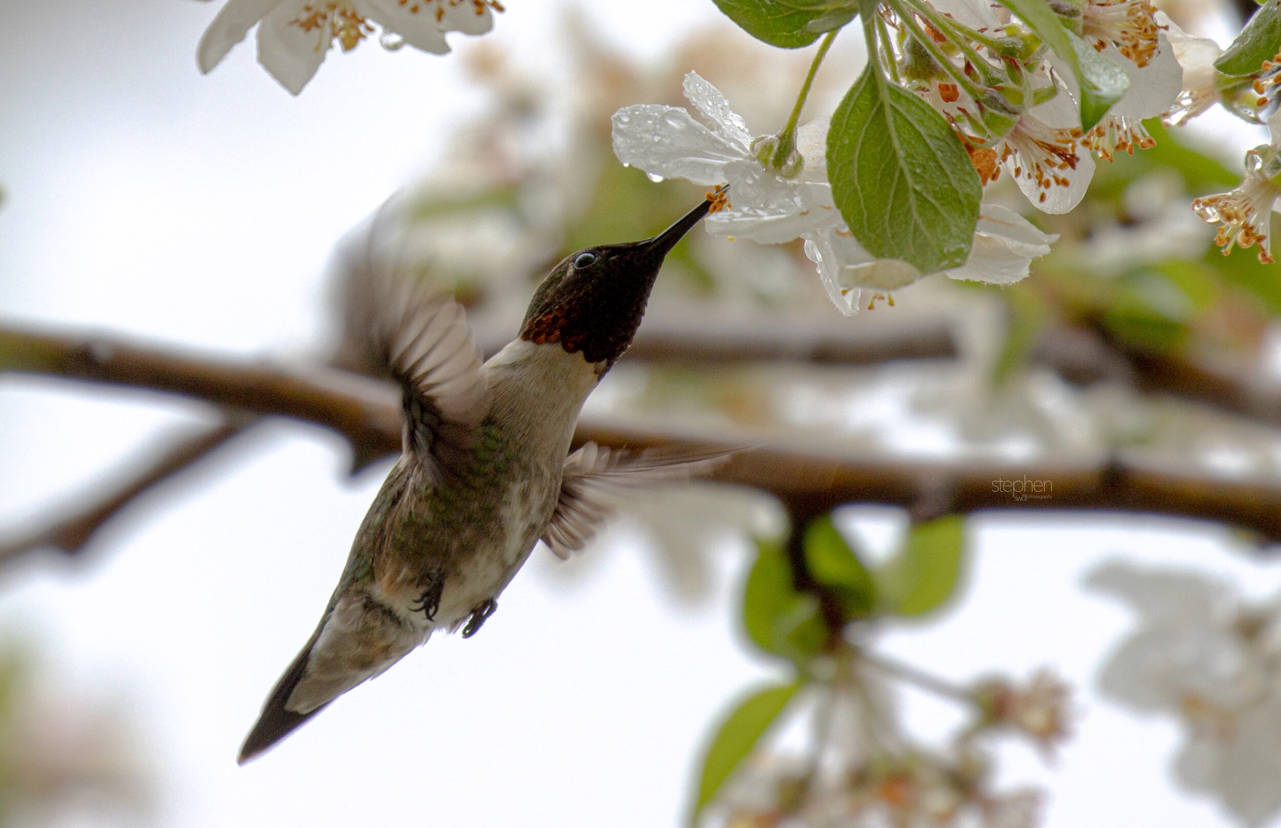 Hummingbird and Blossoms8 - Magee Marsh.jpeg