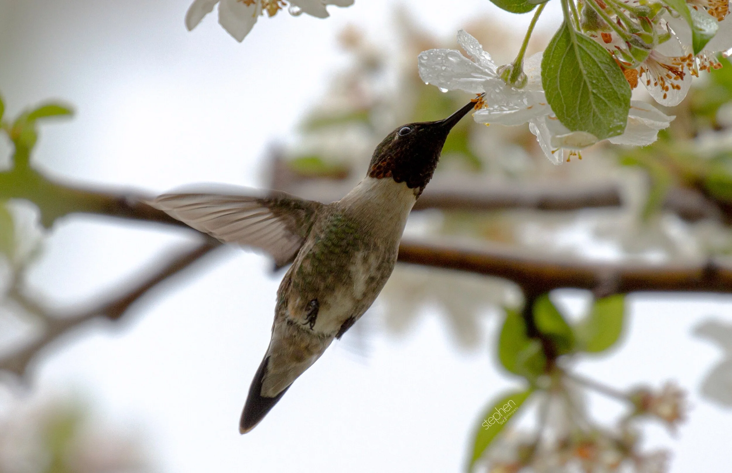 Hummingbird and Blossoms9 - Magee Marsh.jpeg