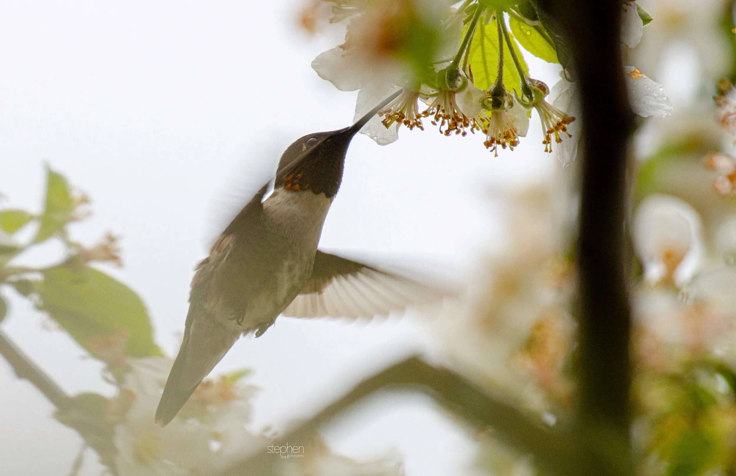 Hummingbird and Blossoms10 - Magee Marsh.jpeg