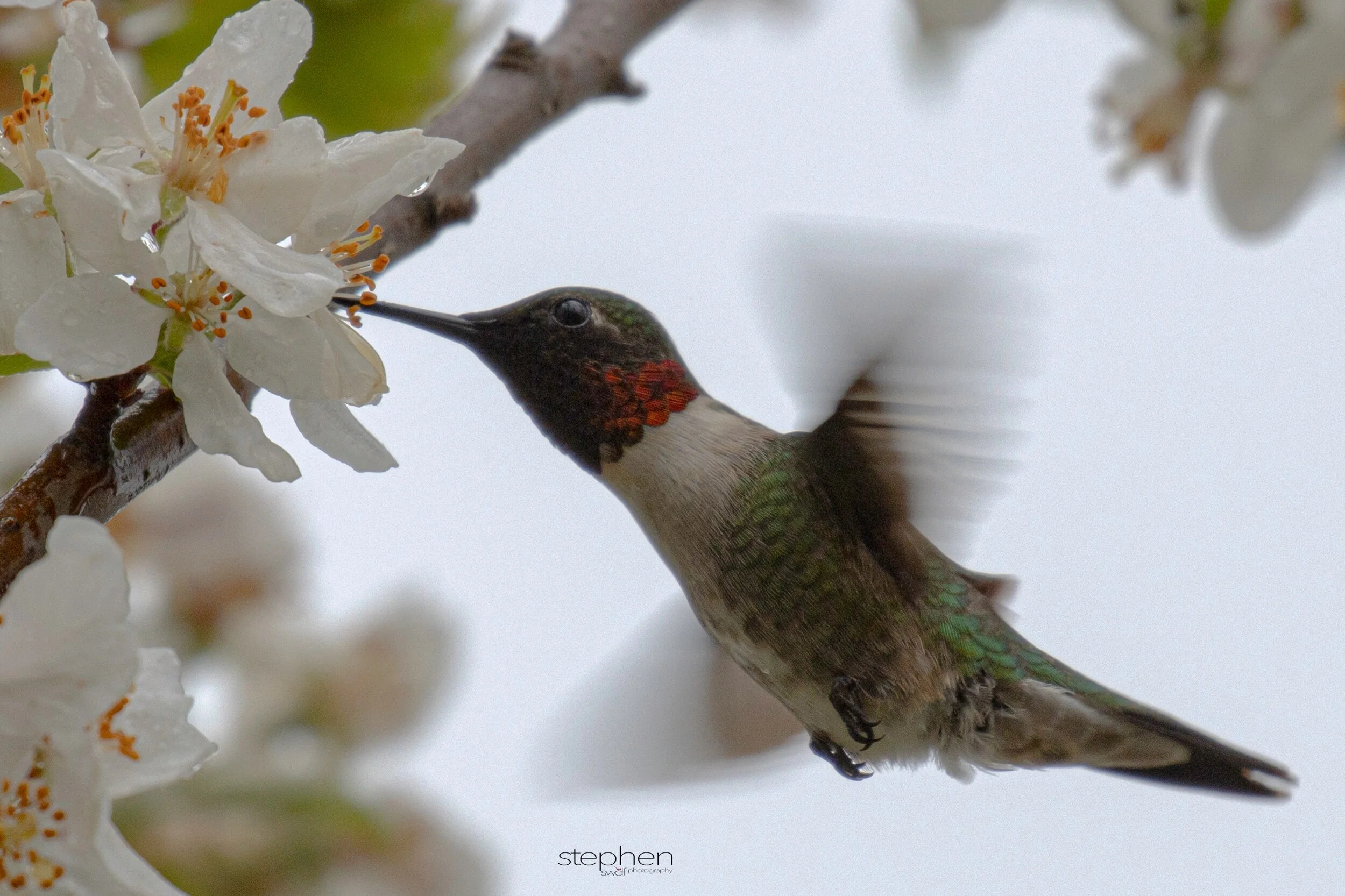 Hummingbird and Blossoms14 - Magee Marsh.jpeg