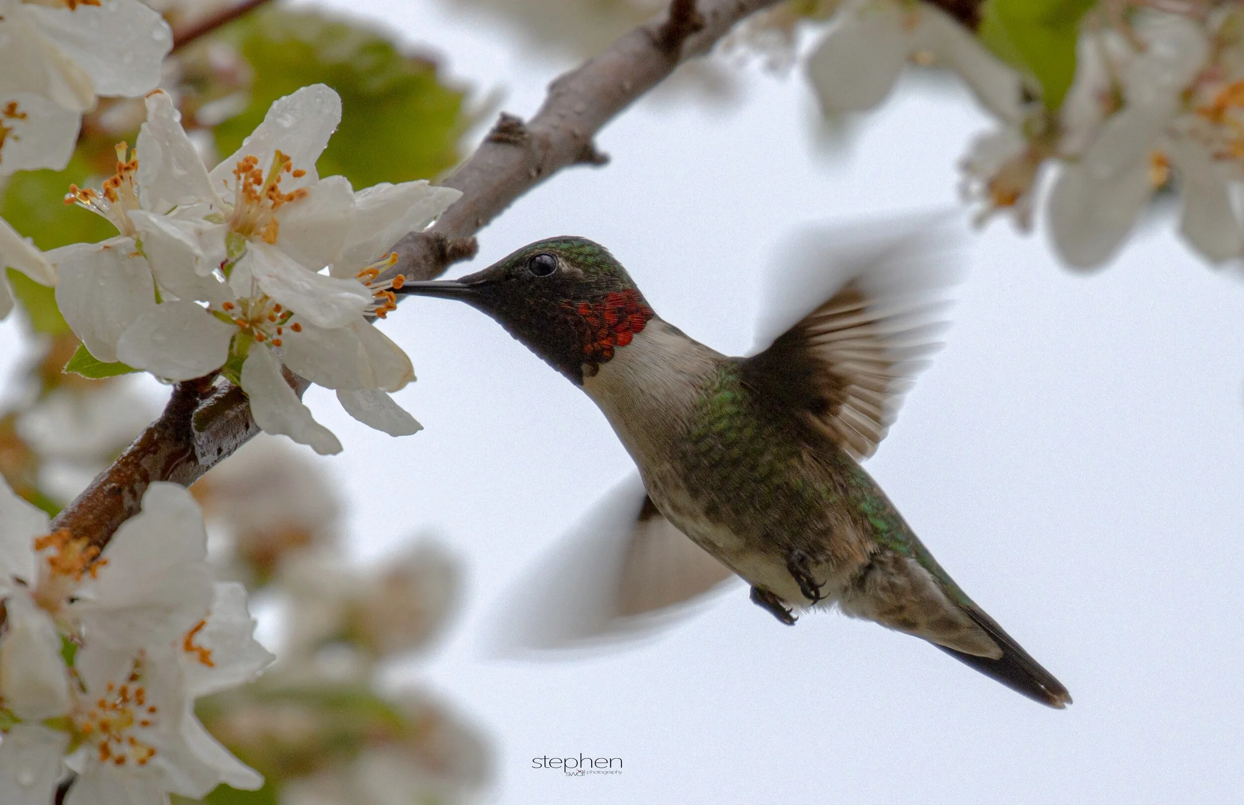 Hummingbird and Blossoms13 - Magee Marsh.jpeg