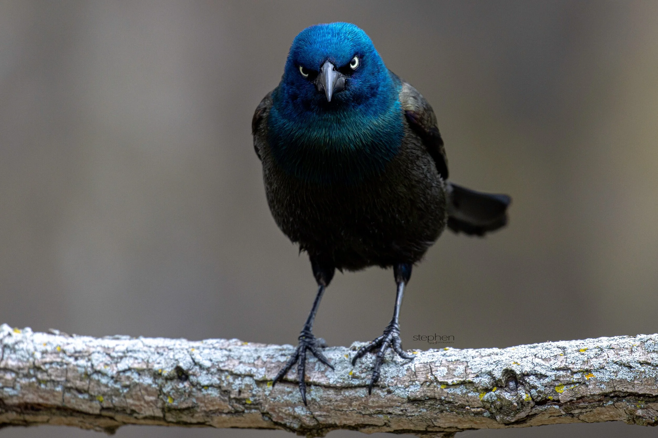 Grackle Staredown - Sheldon Marsh.jpeg