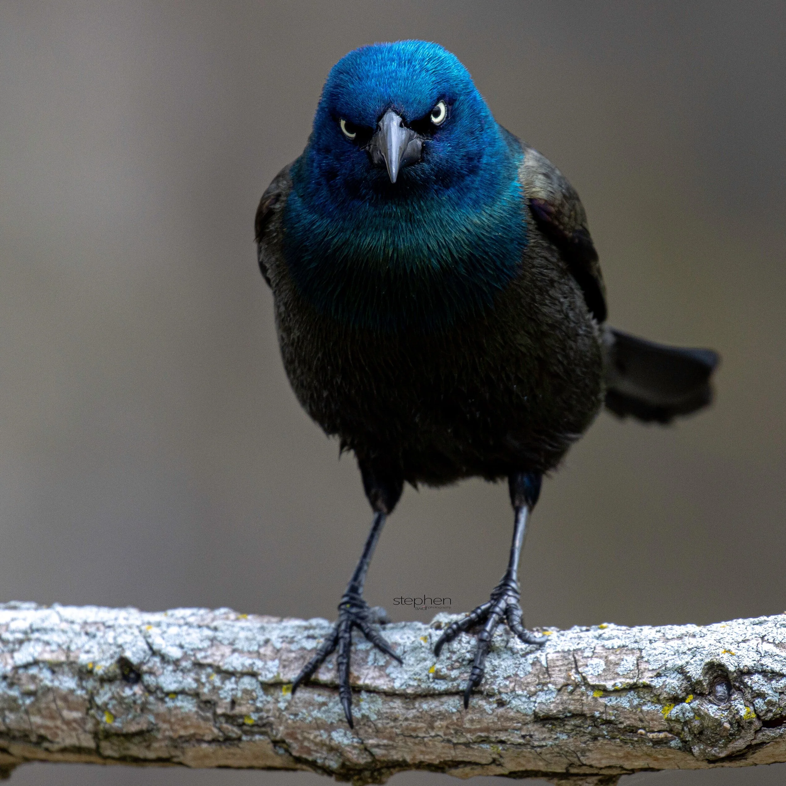 Grackle Staredown2 - Sheldon Marsh.jpeg