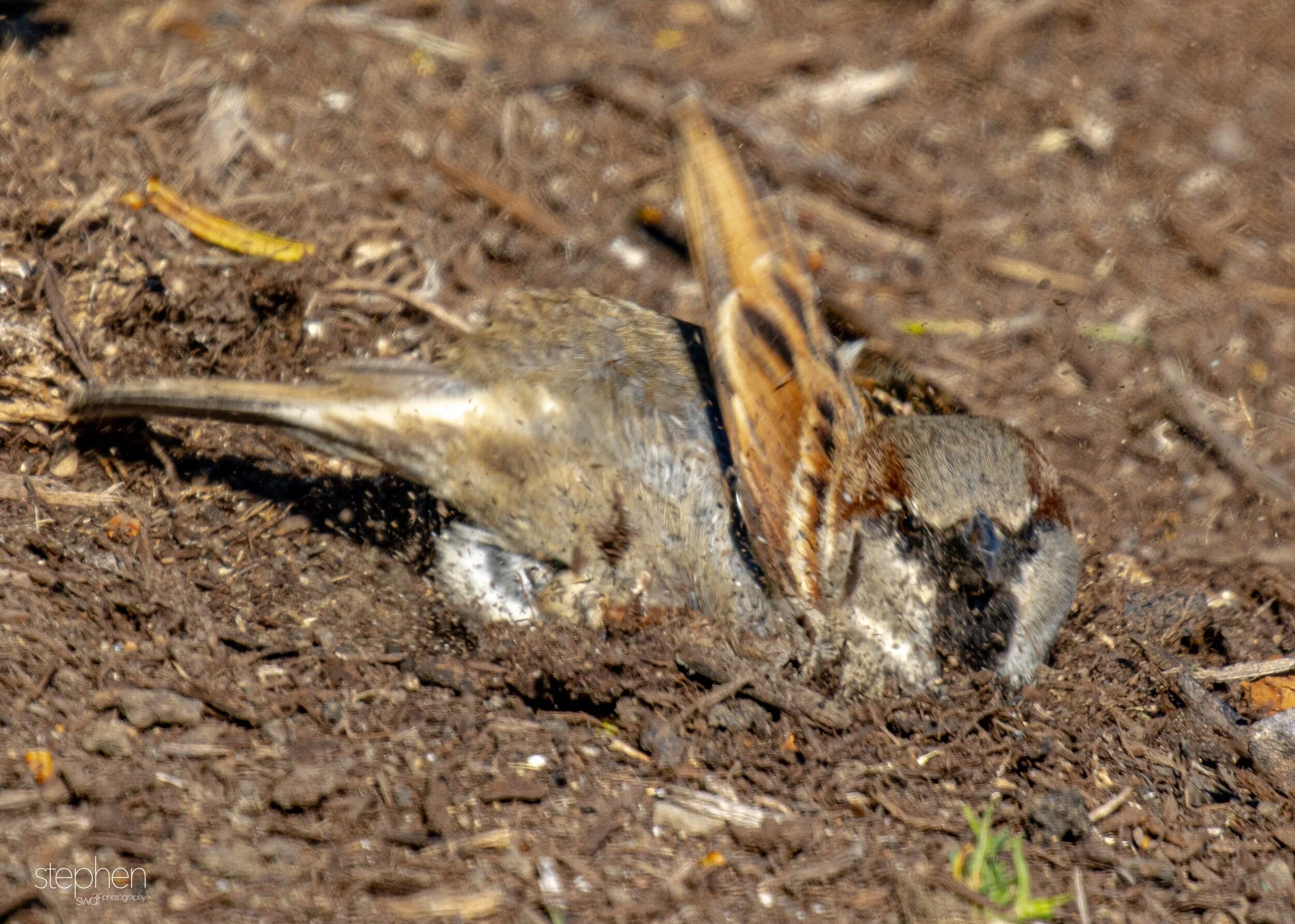 House Sparrow Dirt Bath2.jpeg