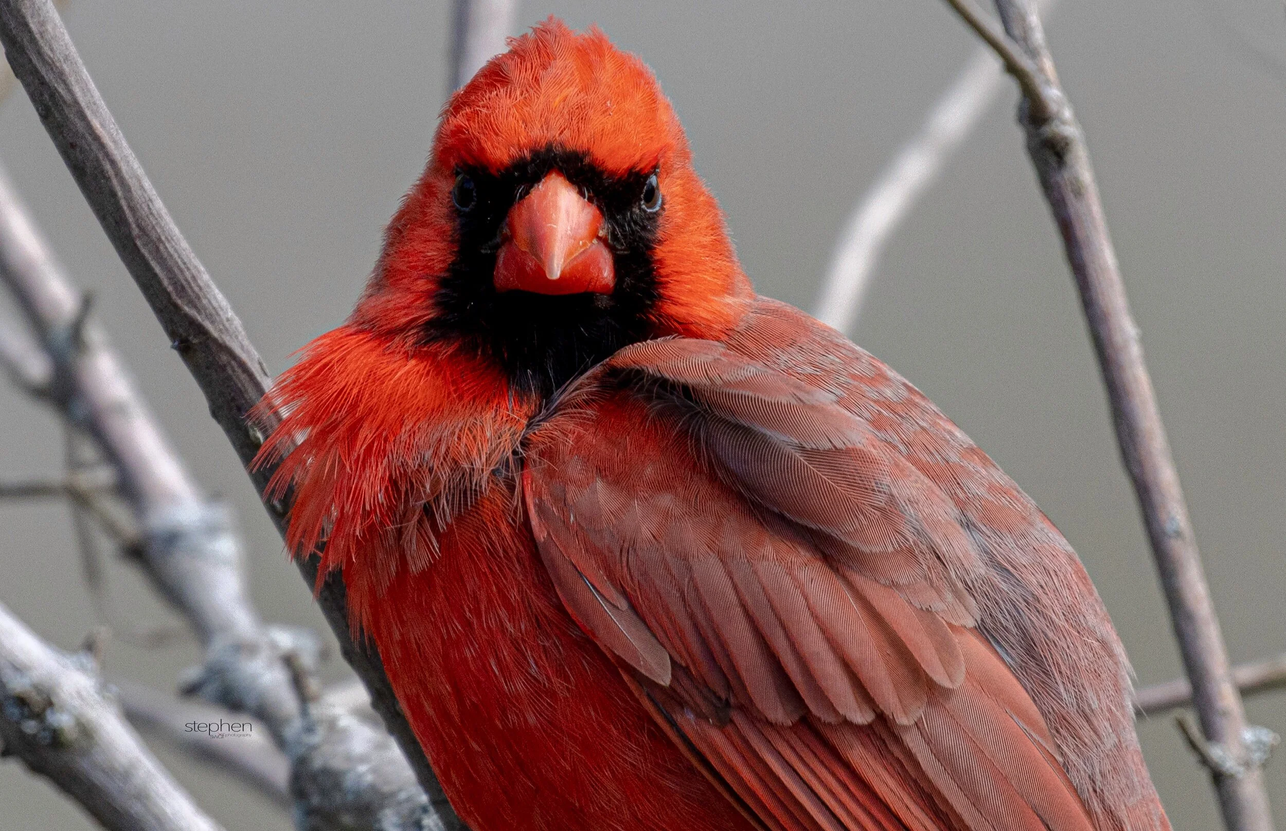 Windy Benjamin Cardinal4 - Sheldon Marsh.jpeg