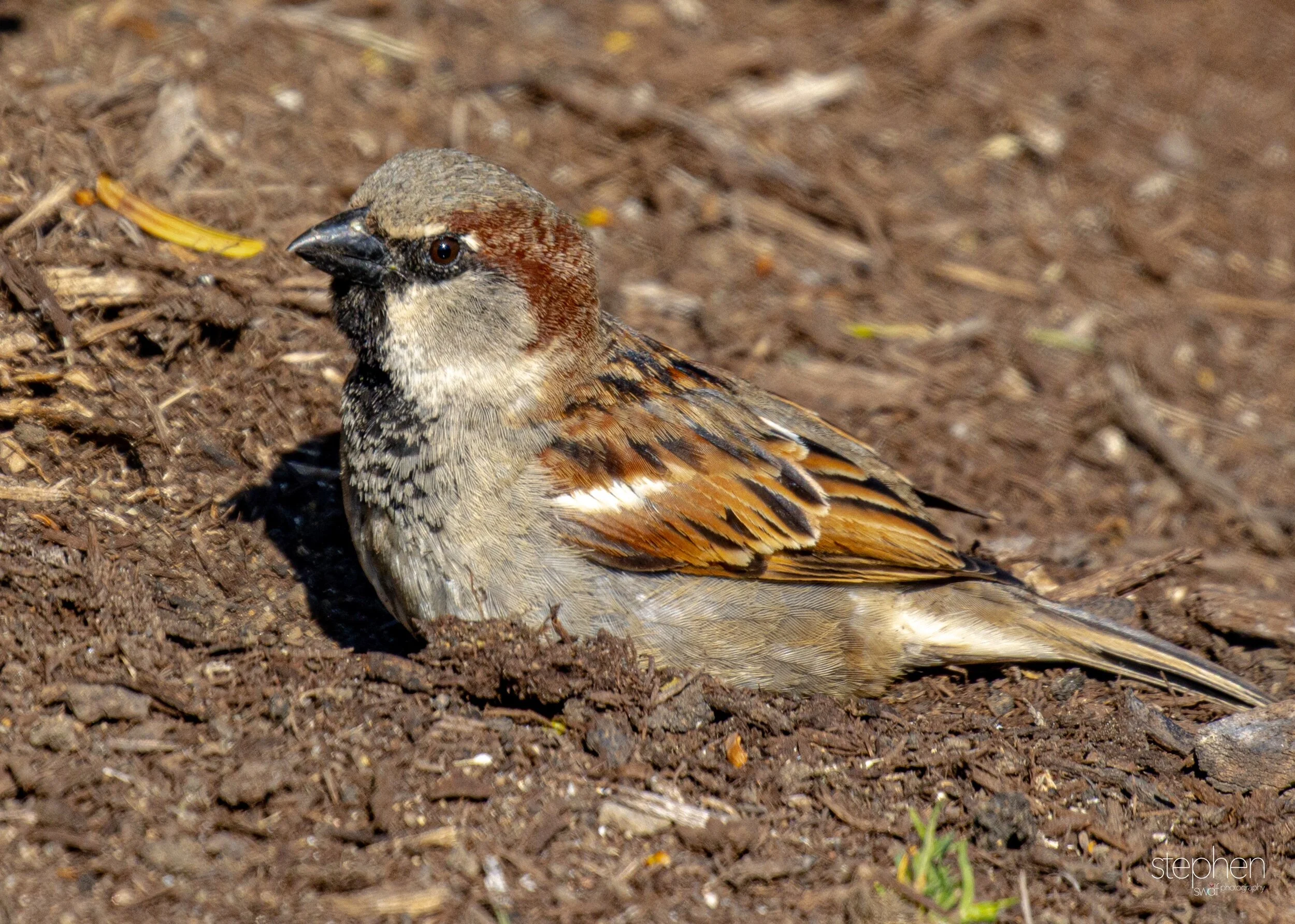 House Sparrow Dirt Bath.jpeg