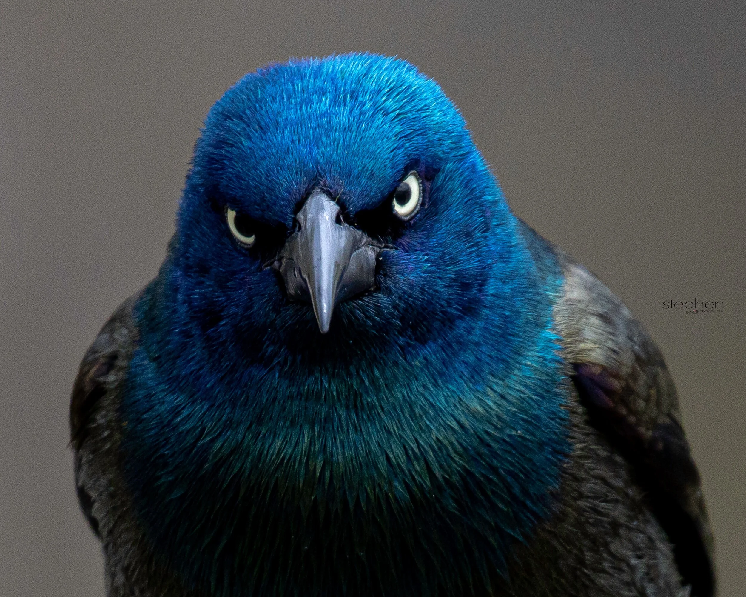 Grackle Staredown3 - Sheldon Marsh.jpeg