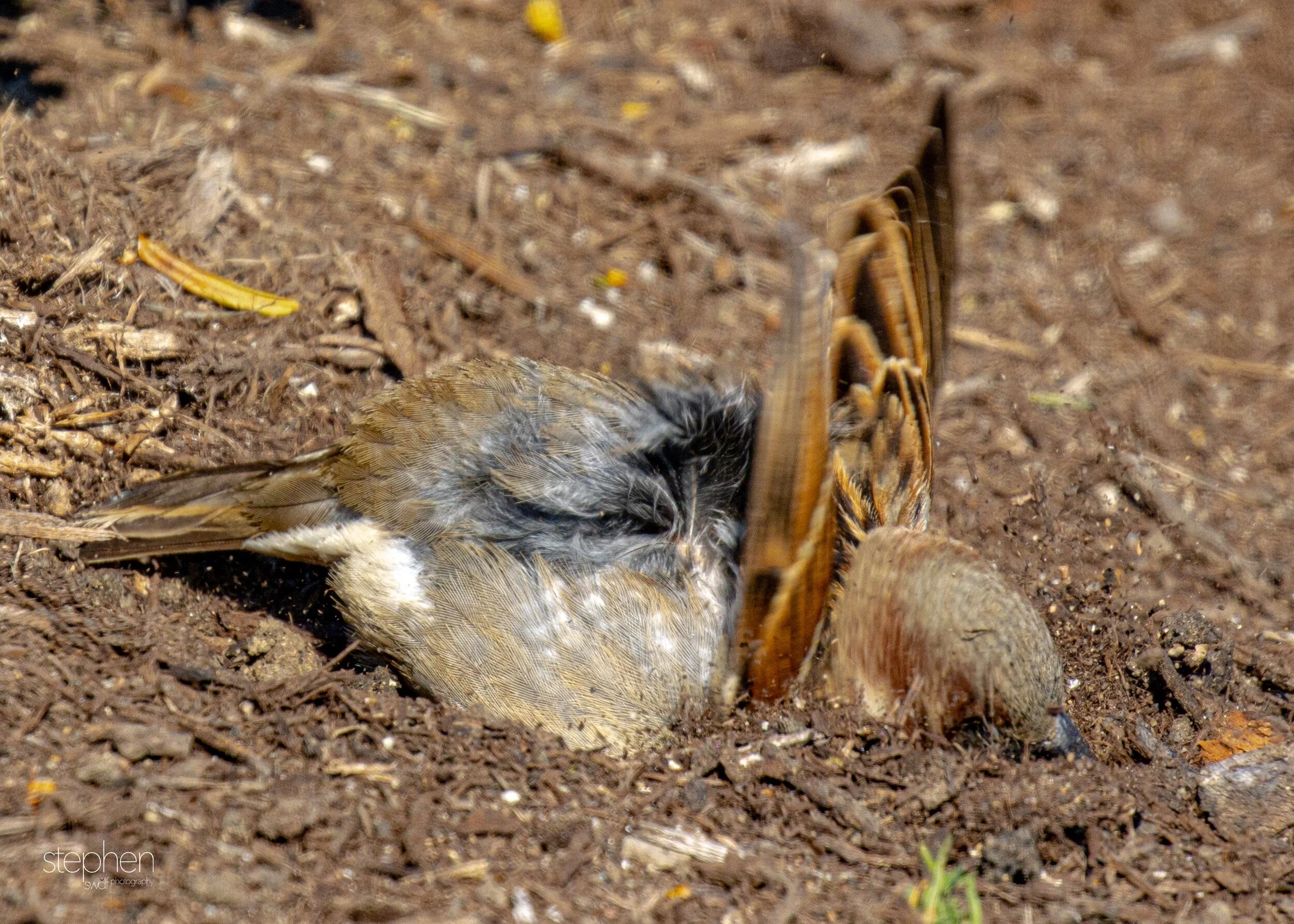 House Sparrow Dirt Bath3.jpeg