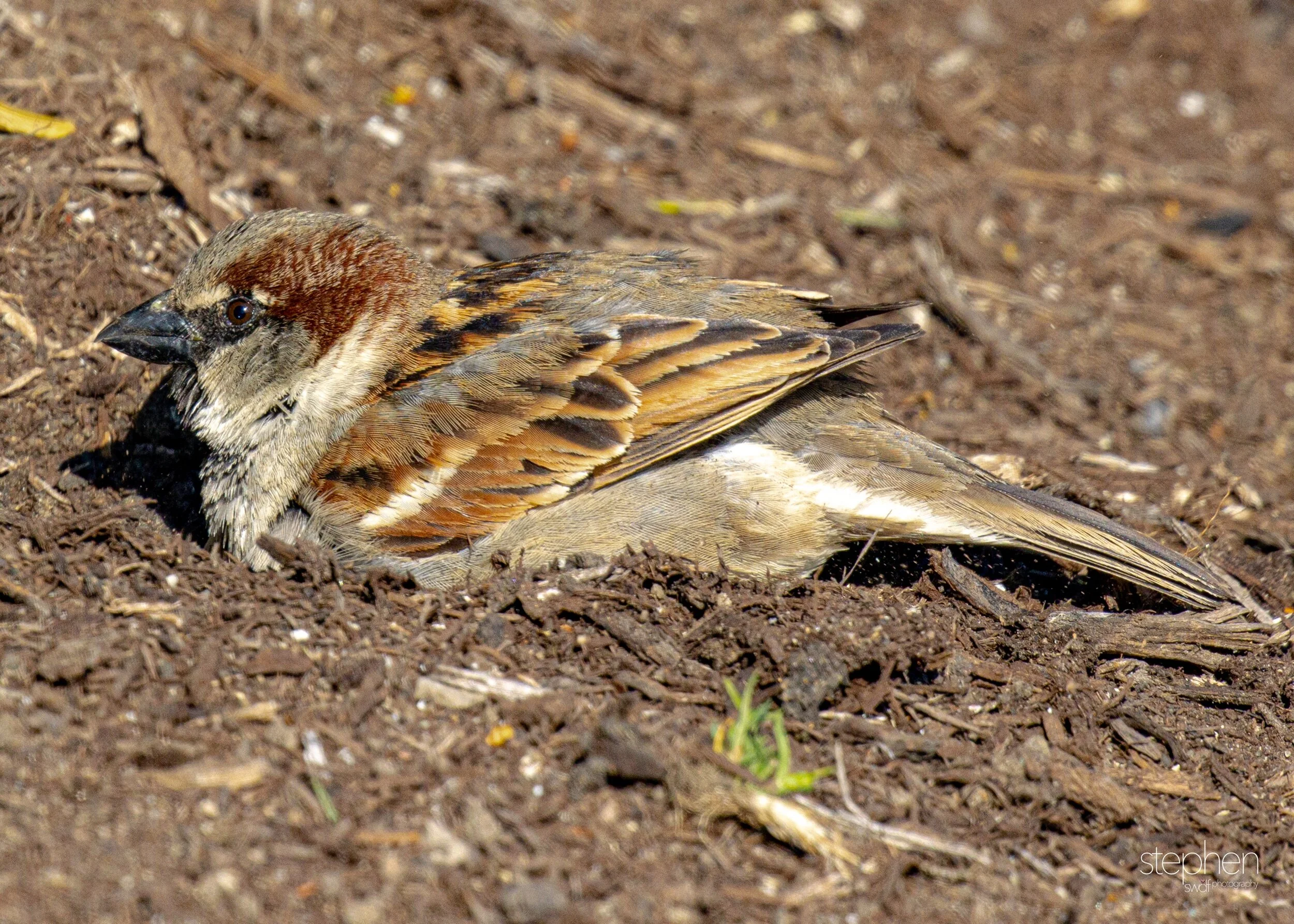 House Sparrow Dirt Bath4.jpeg
