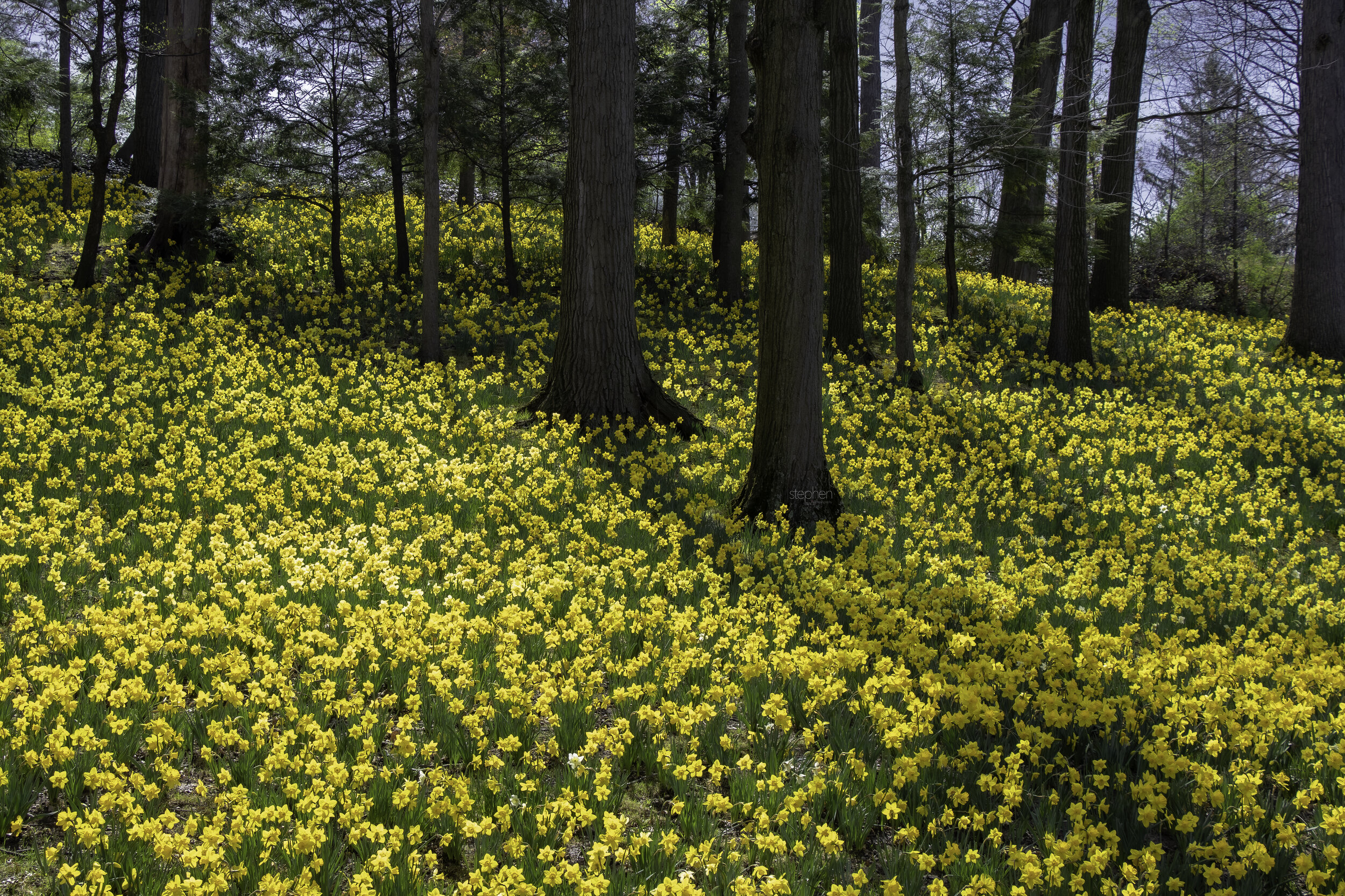 Daffodils2 - Lakeview Cemetery.jpg